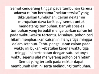 Semut cenderung tinggal pada tumbuhan karena
adanya cairan bernama "nektar tersisa" yang
dikeluarkan tumbuhan. Cairan nektar ini
merupakan daya tarik bagi semut untuk
mendatangi tumbuhan. Banyak spesies
tumbuhan yang terbukti mengeluarkan cairan ini
pada waktu-waktu tertentu. Misalnya, pohon ceri
hitam menghasilkan cairan ini hanya tiga minggu
dalam setahun. Tentu pengeluaran cairan pada
waktu ini bukan kebetulan karena waktu tiga
minggu ini bertepatan dengan satu-satunya
waktu sejenis ulat menyerang pohon ceri hitam.
Semut yang tertarik pada nektar dapat
membunuh ulat ini serta melindungi tumbuhan.
 