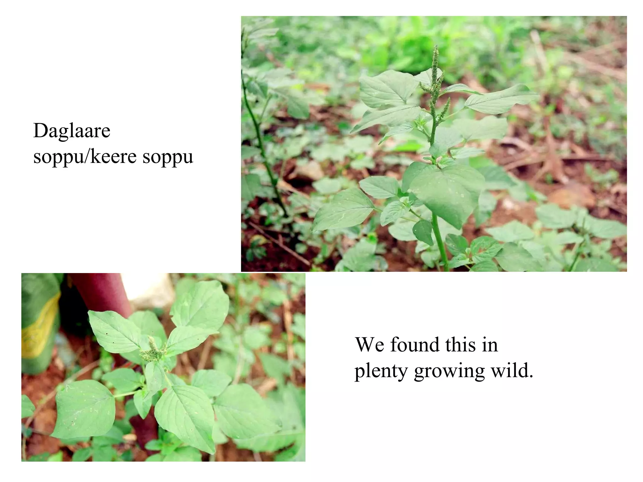 Adkudkan soppu/komme soppu?  (2nd type) 