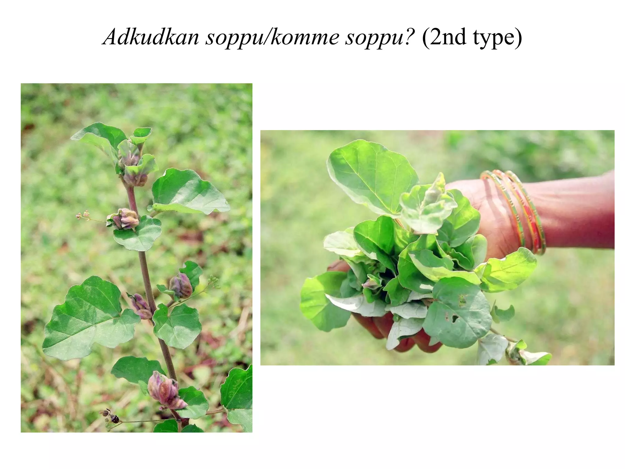 Hongone soppu It has a distinct aromatic flavor when cooked and is a veggie with bunch of medicinal properties.  commonly known as sessile joyweed or dwarf copperleaf . Few of the medicinal properties of Honagone Soppu are : 1. Stems and leaves are used for eye ailments 2. Shoots with other ingrediants used to restore virility 3. Decoction is taken with little salt to check vomiting in blood 4. Stirfried with a little pepper and salt and eaten helps to reduce weight It is under investigation from Taiwan scientists for its hepatoprotective (Liver Protection) properties.  Ratnamma  says it is available in all the seasons 