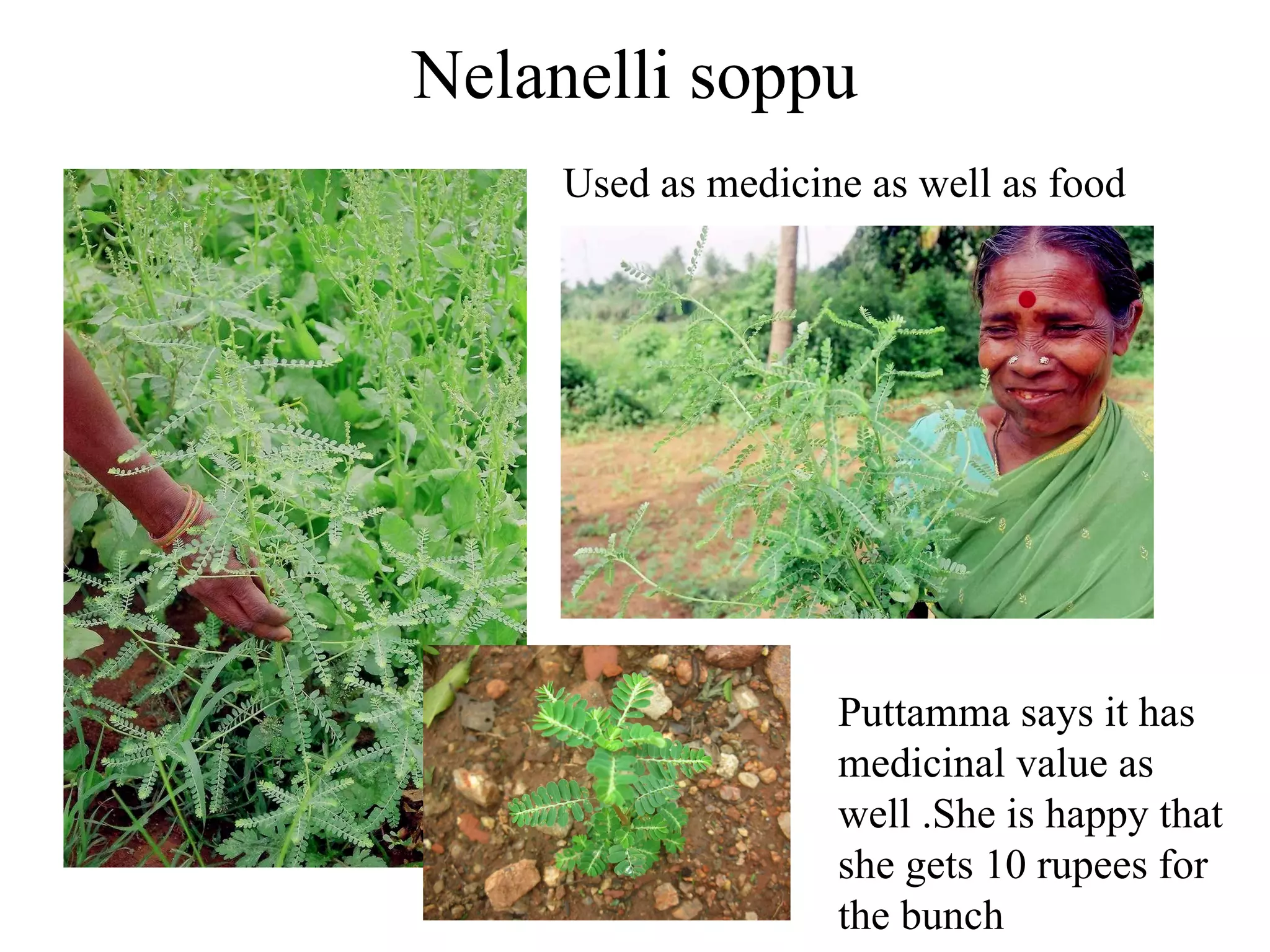 Hongonnesoppu grows near water body. There are 4 varieties of this spices that are edible. Hongone soppu Kere hongone soppu good for eyes. Ratnamma tells a story on  old woman getting her eyes back when her daughter in law served  only stem to her  blind mother in law while they ate leaves native 