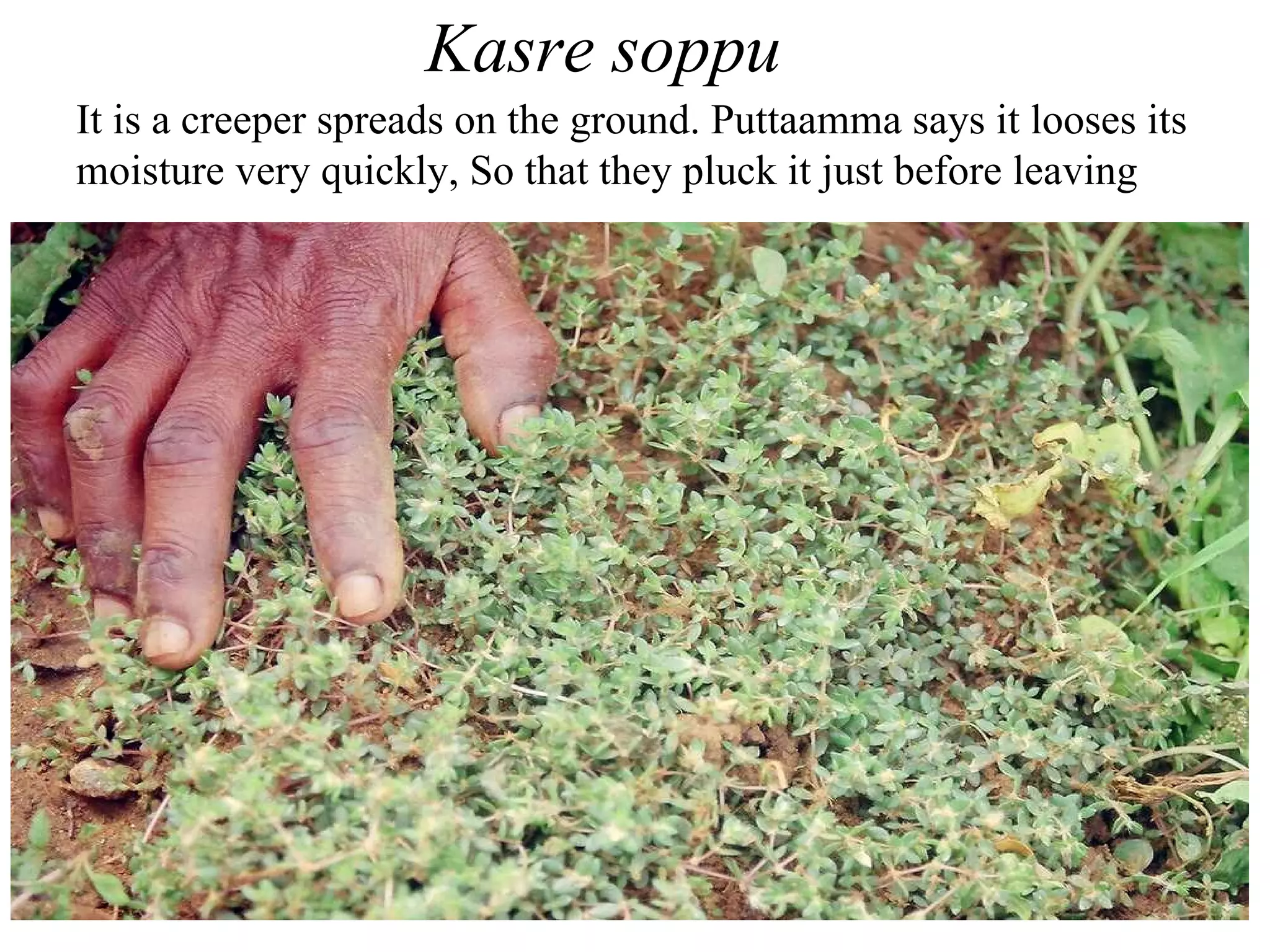 Ganke soppu/kaasi soppu Preparation: Ratnamma  Consistency –Chtni type. Boil the tender leaves with little water, 1chopped onions,garlic(1pod),red chilly 3-4.Grindc.Add salt. or churn with ½ t spoon cumin seed. Eat with ragi balls or hot rice. Additionally add 1cup milk and boil. 