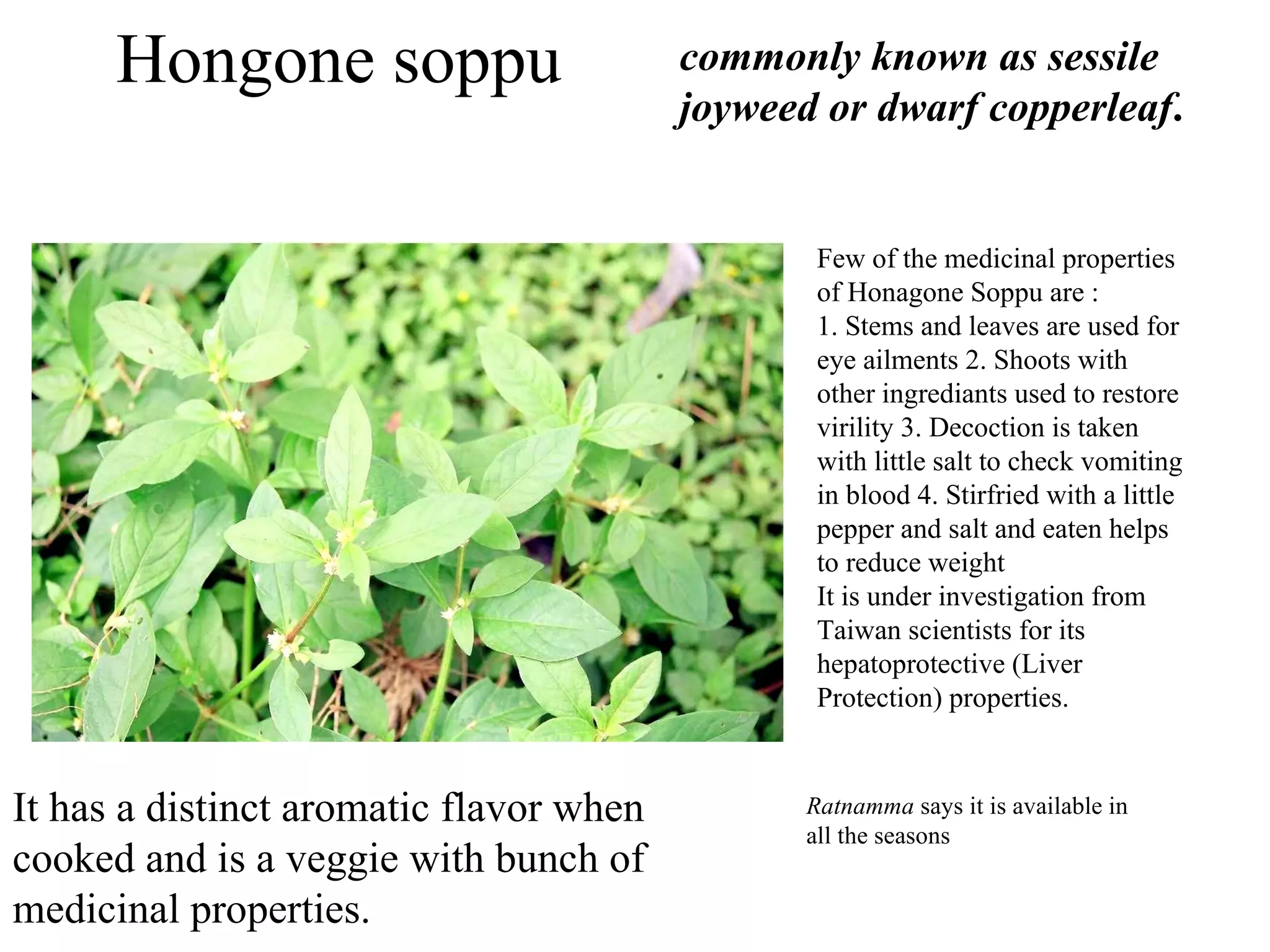 Utraanike soppu Puttaamma took some time to recall the name of this plant. I felt the need to document this knowledge before we all forget these names 