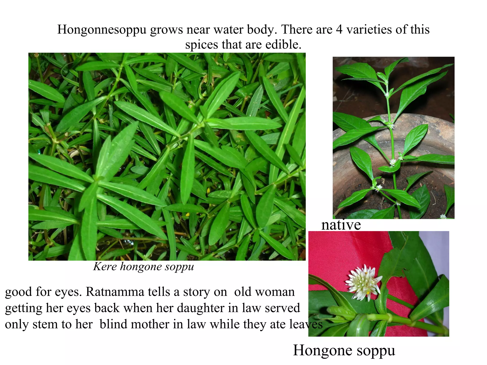 Adkudkan soppu (1st type) Puttaamma showed plants in the field as we got down from the bus. 