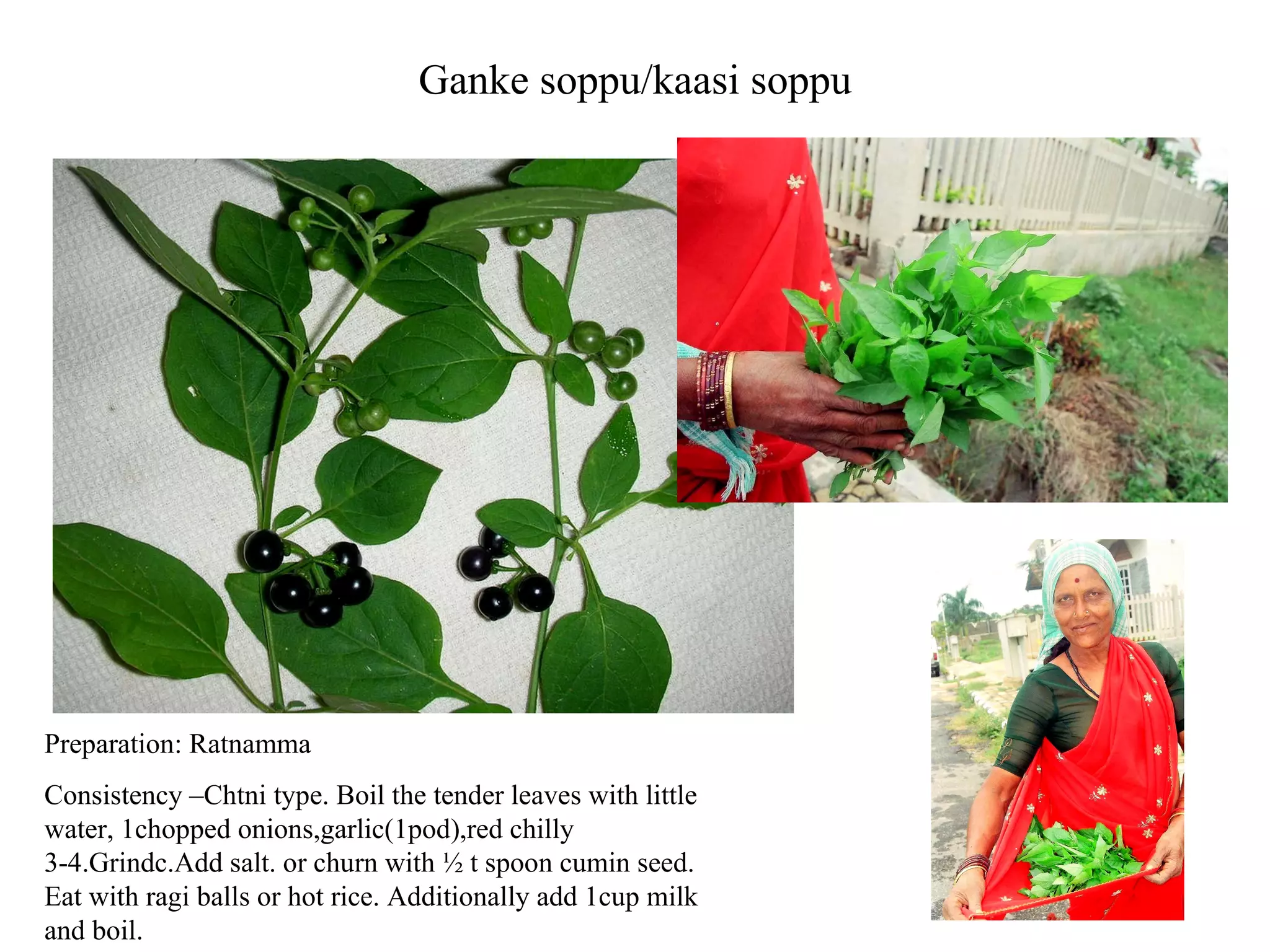 Botanical Name: Cassia tora Kannada name: togache togate Sanskrit : Chakramarda,Dadmari,Dadrughra,Taga commonly known as : chinese senna, coffee pod, foetid cassia, java bean, low senna, peanut weed, sickle pod, sickle senna, stinking cassia, tora, tovara, wild senna  use the young, newly emerged (Balak Patti) leaves of Charota as vegetable. They collect the young leaves and prepare the vegetable using Sarson Ka Tel (Mustard oil). It is one of the most preferred pot herbs of Chhattisgarh  