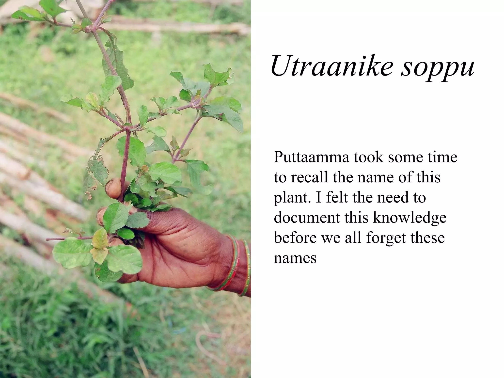 Botanical name:Emilia sonchifolia  DC.\ kannada name: Ilikivi soppu/haal moolangi soppu Uses: The use of  Emilia coccinea  as a vegetable  leaves are chopped and cooked alone or with pulses such as peas and beans  Crushed green leaves are used to treat wounds, sores and sinusitis. Dried powdered leaves are also applied to sores. Roots or leaves are boiled and the decoction is used to treat syphilis. The roots are used to treat colic in babies  Puttaamma  uses its leaves as  berke soppu 