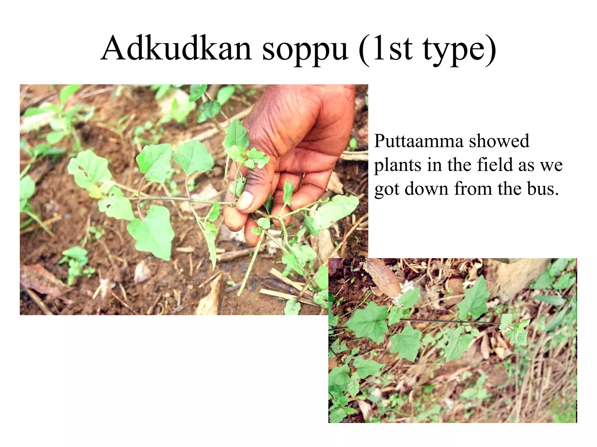 Scientific name : Oxalis corniculata Family : Oxalidaceae Local kannada name:  Hulichikki  Sanskrit: Changeri, Amlapatri  The edible leaves, flowers, and fruit capsules are rich in vitamin C.  Puttamma uses this leaves in  berke soppu  mixture.  Huli chikki that adds a wonderful lemony flavor to any dish.  