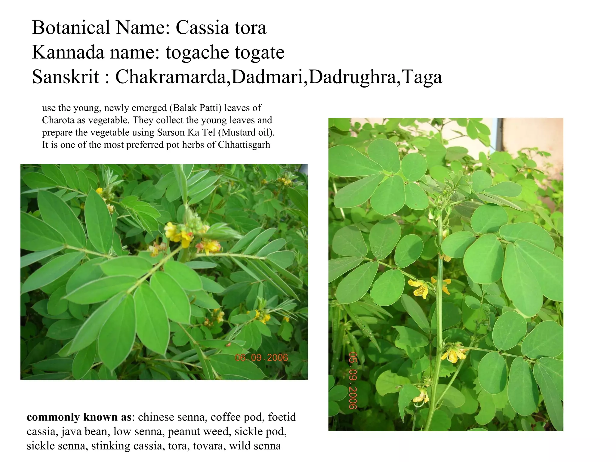 Harive soppu Dantin soppu 