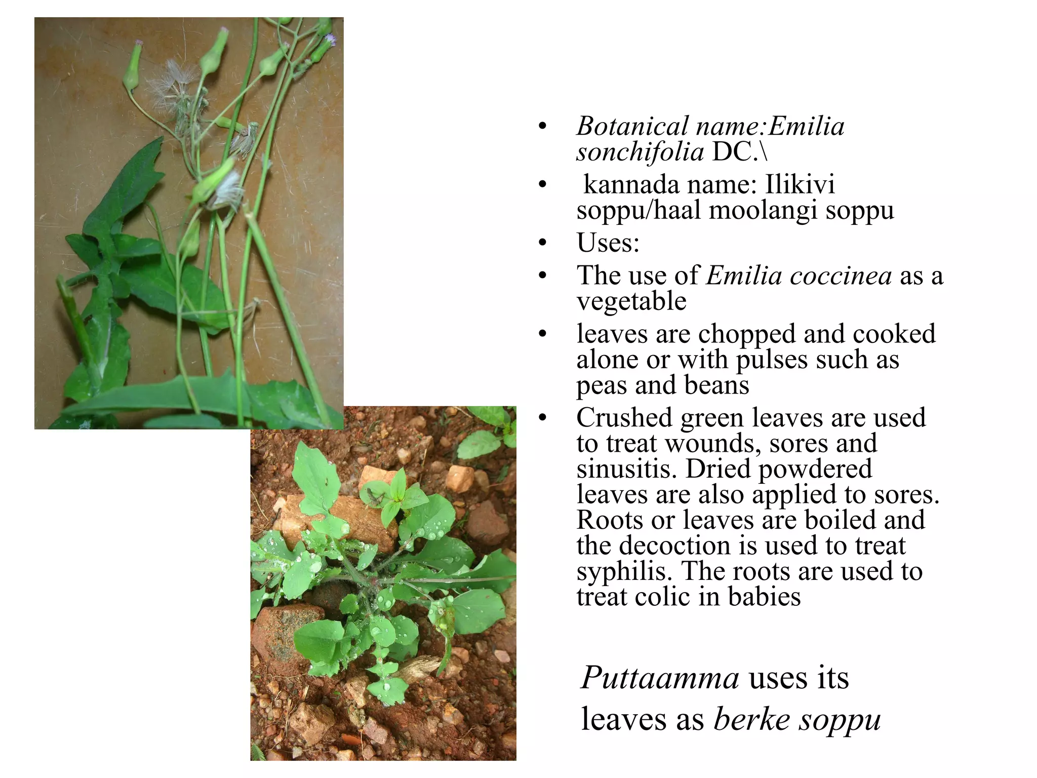 Aaane mullu soppu Elephants are scared of this plant. It has deadly thorns and hurts elephant if they step on it. Ratnamma says elephants avoid these paths! 