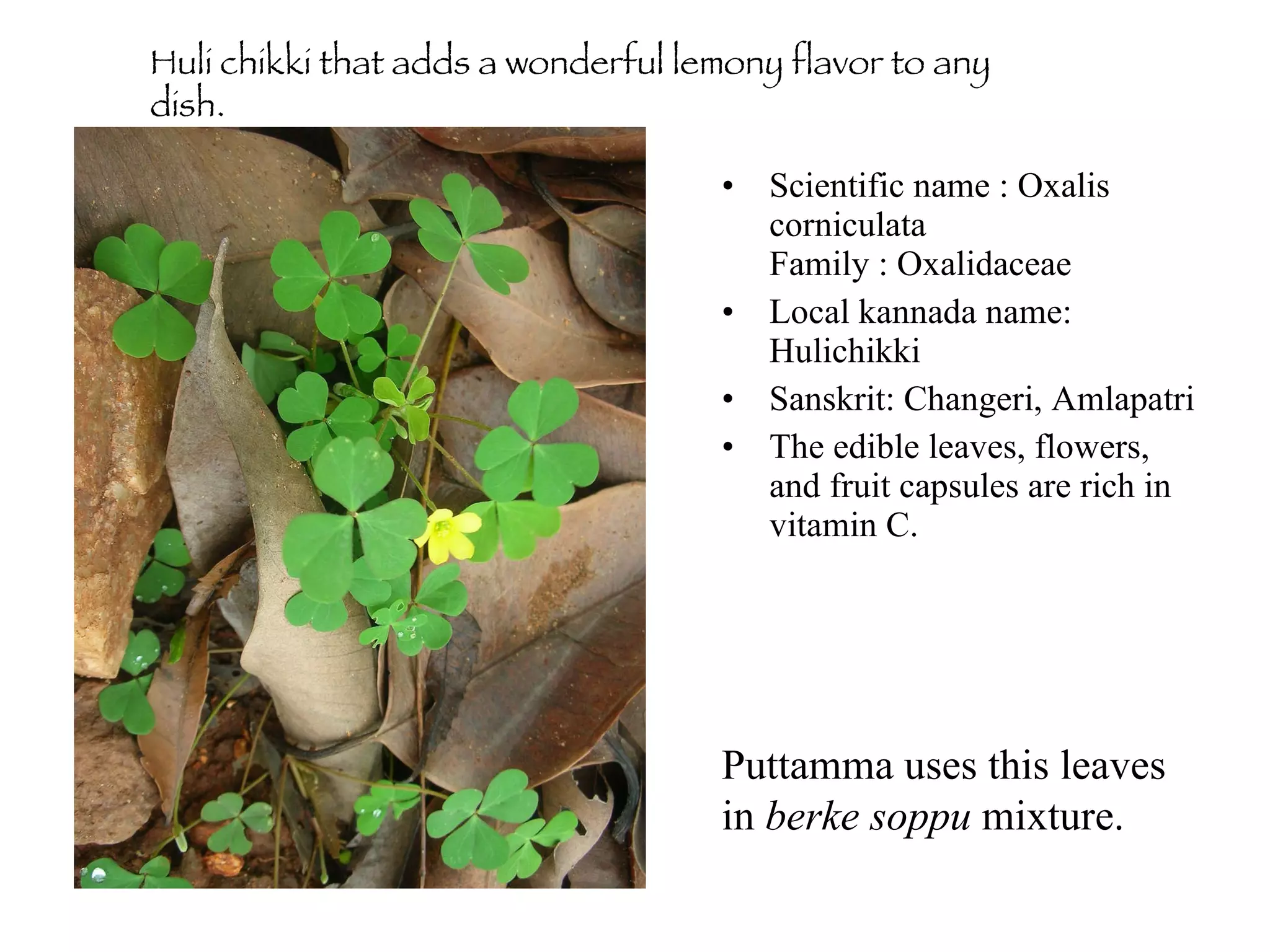 Anne soppu Ratnamma was very keen to show me this plant. After a long search we found this in a farm. Ratnamma was so excited calling it  bangaara  (gold) and started plucking quickly. Puttamma says her children grew up eating anne soppu. Sadly we found this only  in one place. 