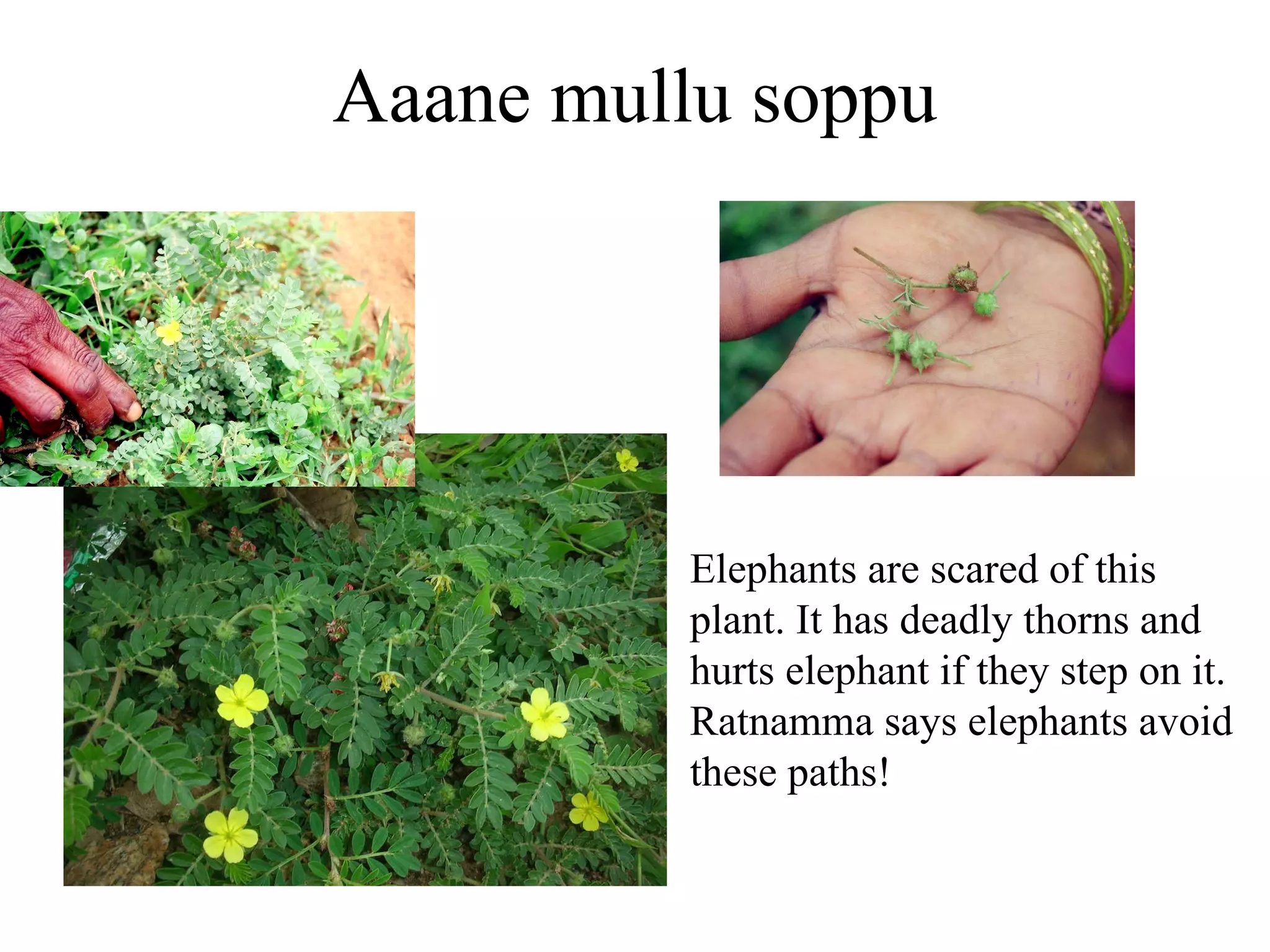 Disappearing  door to door sellers of locally available greens.. 