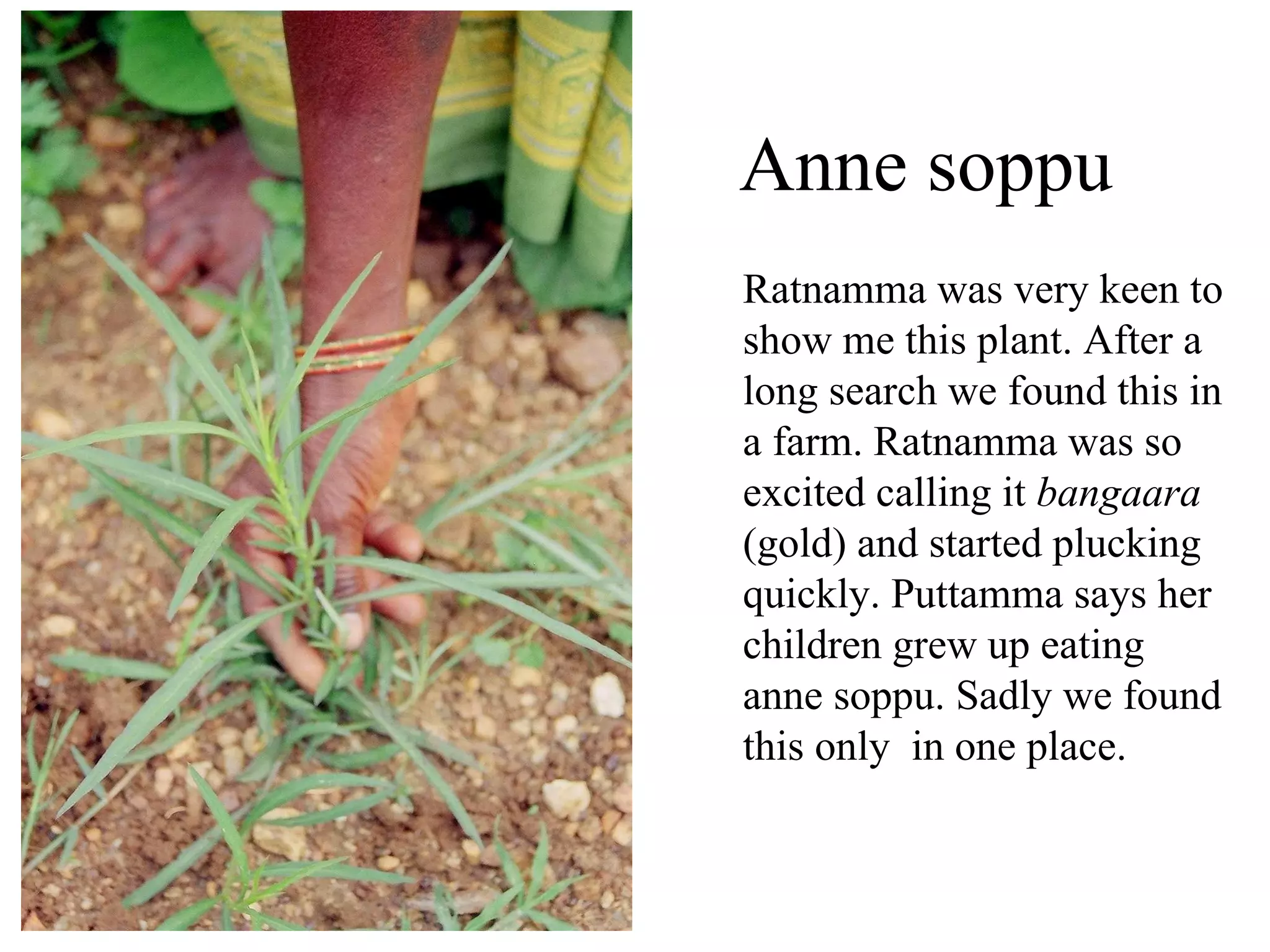 In every season, nature provides us with a detailed curriculum of study. Explore the field from nearby village  and uncultivated areas in mid monsoon with local women  Learn what they offer, and you'll come back with an abundance of vegetables at the height of their goodness, as well as an education in ecology unavailable in the confines of the classroom . Ecology education.. 