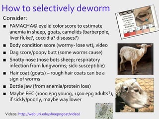 How to selectively deworm
Videos: http://web.uri.edu/sheepngoat/video/
Consider:
■ FAMACHA© eyelid color score to estimate
anemia in sheep, goats, camelids (barberpole,
liver fluke?, coccidia? diseases?)
■ Body condition score (wormy- lose wt); video
■ Dag score/poopy butt (some worms cause)
■ Snotty nose (nose bots sheep; respiratory
infection from lungworms; sick-susceptible)
■ Hair coat (goats) – rough hair coats can be a
sign of worms
■ Bottle jaw (from anemia/protein loss)
■ Maybe FEC (1000 epg young, 1500 epg adults?),
if sickly/poorly, maybe way lower
 