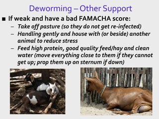 Deworming – Other Support
■ If weak and have a bad FAMACHA score:
– Take off pasture (so they do not get re-infected)
– Handling gently and house with (or beside) another
animal to reduce stress
– Feed high protein, good quality feed/hay and clean
water (move everything close to them if they cannot
get up; prop them up on sternum if down)
 