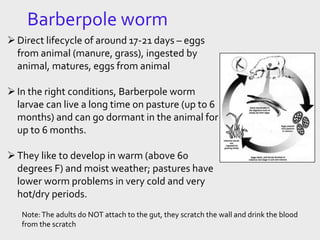 Barberpole worm
Direct lifecycle of around 17-21 days – eggs
from animal (manure, grass), ingested by
animal, matures, eggs from animal
In the right conditions, Barberpole worm
larvae can live a long time on pasture (up to 6
months) and can go dormant in the animal for
up to 6 months.
They like to develop in warm (above 60
degrees F) and moist weather; pastures have
lower worm problems in very cold and very
hot/dry periods.
Note:The adults do NOT attach to the gut, they scratch the wall and drink the blood
from the scratch
 