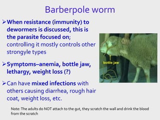 Barberpole worm
When resistance (immunity) to
dewormers is discussed, this is
the parasite focused on;
controlling it mostly controls other
strongyle types
Symptoms–anemia, bottle jaw,
lethargy, weight loss (?)
Can have mixed infections with
others causing diarrhea, rough hair
coat, weight loss, etc.
Note:The adults do NOT attach to the gut, they scratch the wall and drink the blood
from the scratch
 
