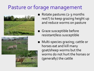 Pasture or forage management
■ Rotate pastures (2-3 months
rest?) to keep grazing height up
and reduce worms on pasture
■ Graze susceptible before
resistant/less susceptible
■ Multi-species grazing; cattle or
horses eat and kill many
goat/sheep worms but the
worms do not hurt the horses or
(generally) the cattle
 