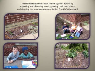 First Graders learned about the life cycle of a plant by
exploring and observing seeds, growing their own plants,
and studying the plant environment in Ben Franklin’s Courtyard.

 