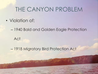 THE CANYON PROBLEM
• Violation of:
– 1940 Bald and Golden Eagle Protection
Act
– 1918 Migratory Bird Protection Act
81
 
