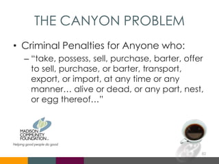 THE CANYON PROBLEM
• Criminal Penalties for Anyone who:
– “take, possess, sell, purchase, barter, offer
to sell, purchase, or barter, transport,
export, or import, at any time or any
manner… alive or dead, or any part, nest,
or egg thereof…”
82
 