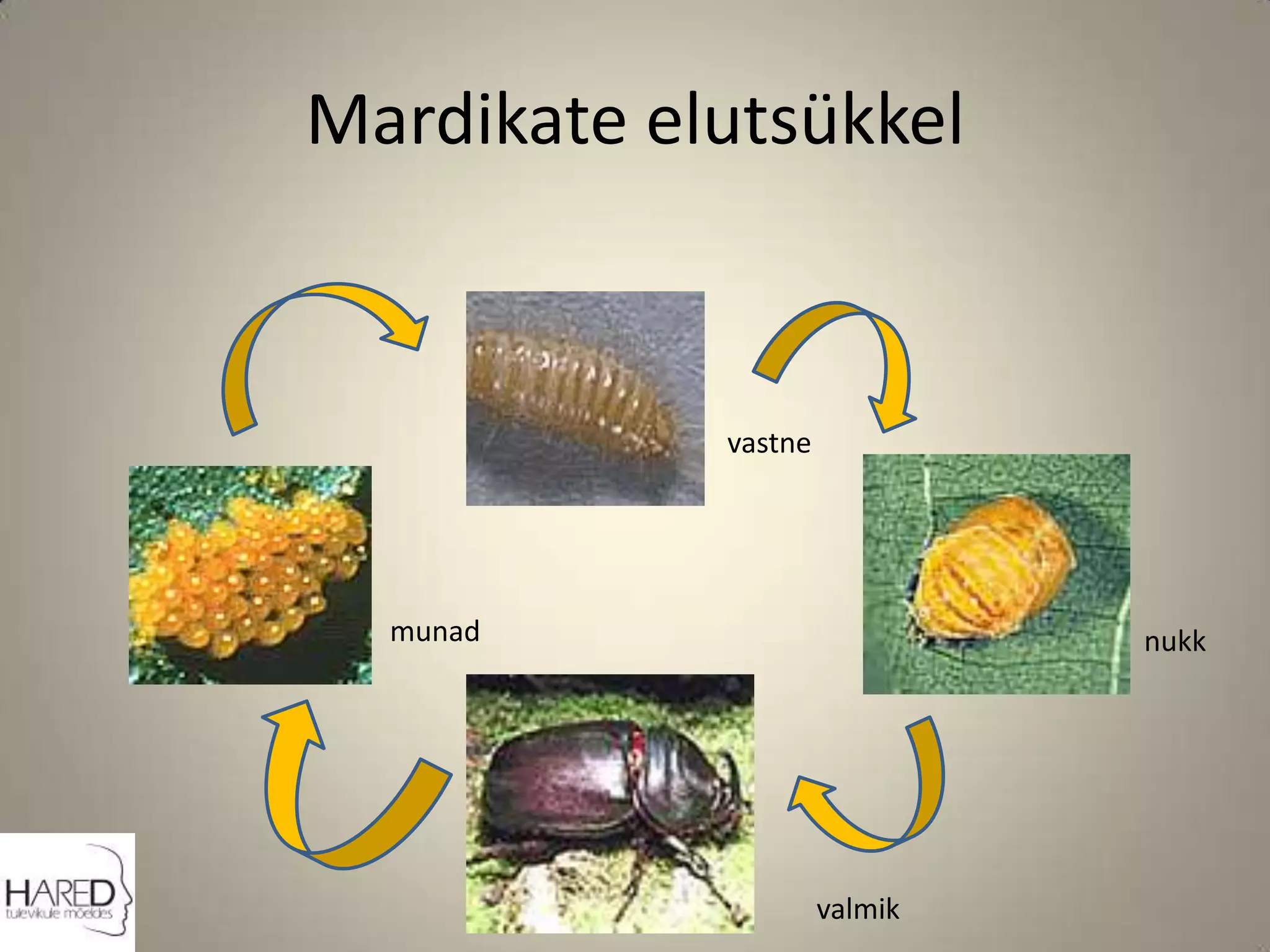 Mardikate elutsükkelvastnemunadnukkvalmik