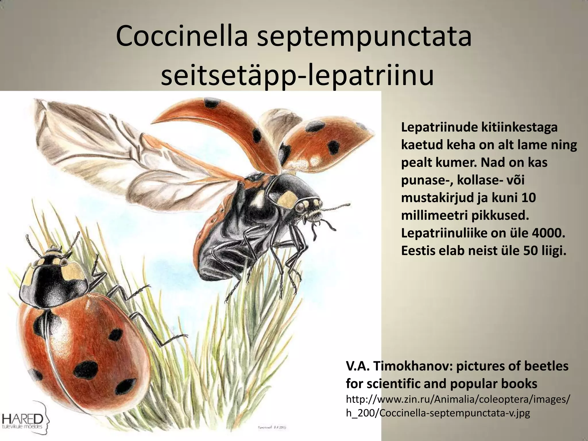 Coccinella septempunctataseitsetäpp-lepatriinuLepatriinude kitiinkestaga kaetud keha on alt lame ning pealt kumer. Nad on kas punase-, kollase- või mustakirjud ja kuni 10 millimeetri pikkused. Lepatriinuliike on üle 4000. Eestis elab neist üle 50 liigi.)V.A. Timokhanov: pictures of beetles for scientific and popular bookshttp://www.zin.ru/Animalia/coleoptera/images/h_200/Coccinella-septempunctata-v.jpg