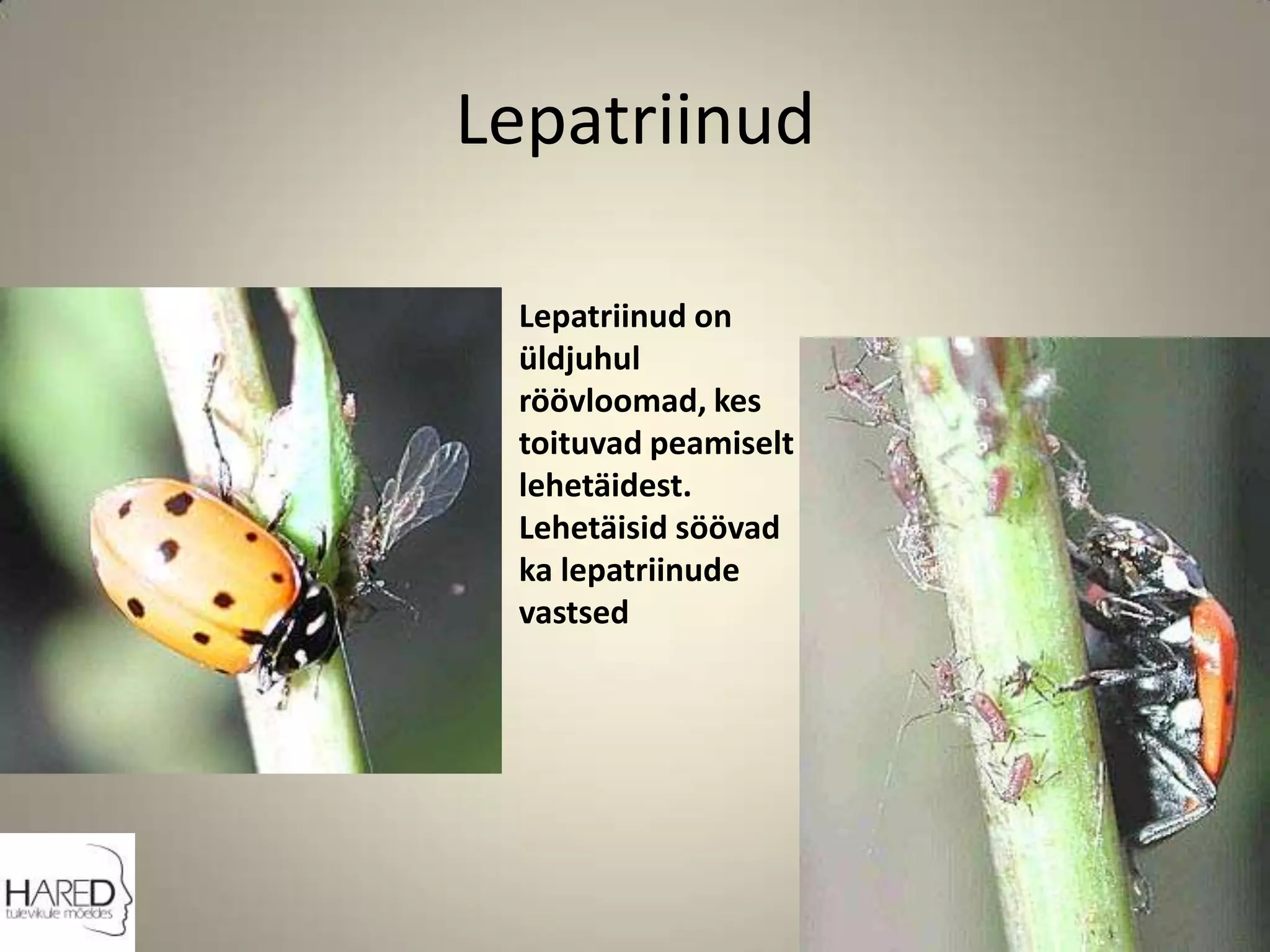 LepatriinudLepatriinud on üldjuhul röövloomad, kes toituvad peamiselt lehetäidest. Lehetäisid söövad ka lepatriinude vastsed