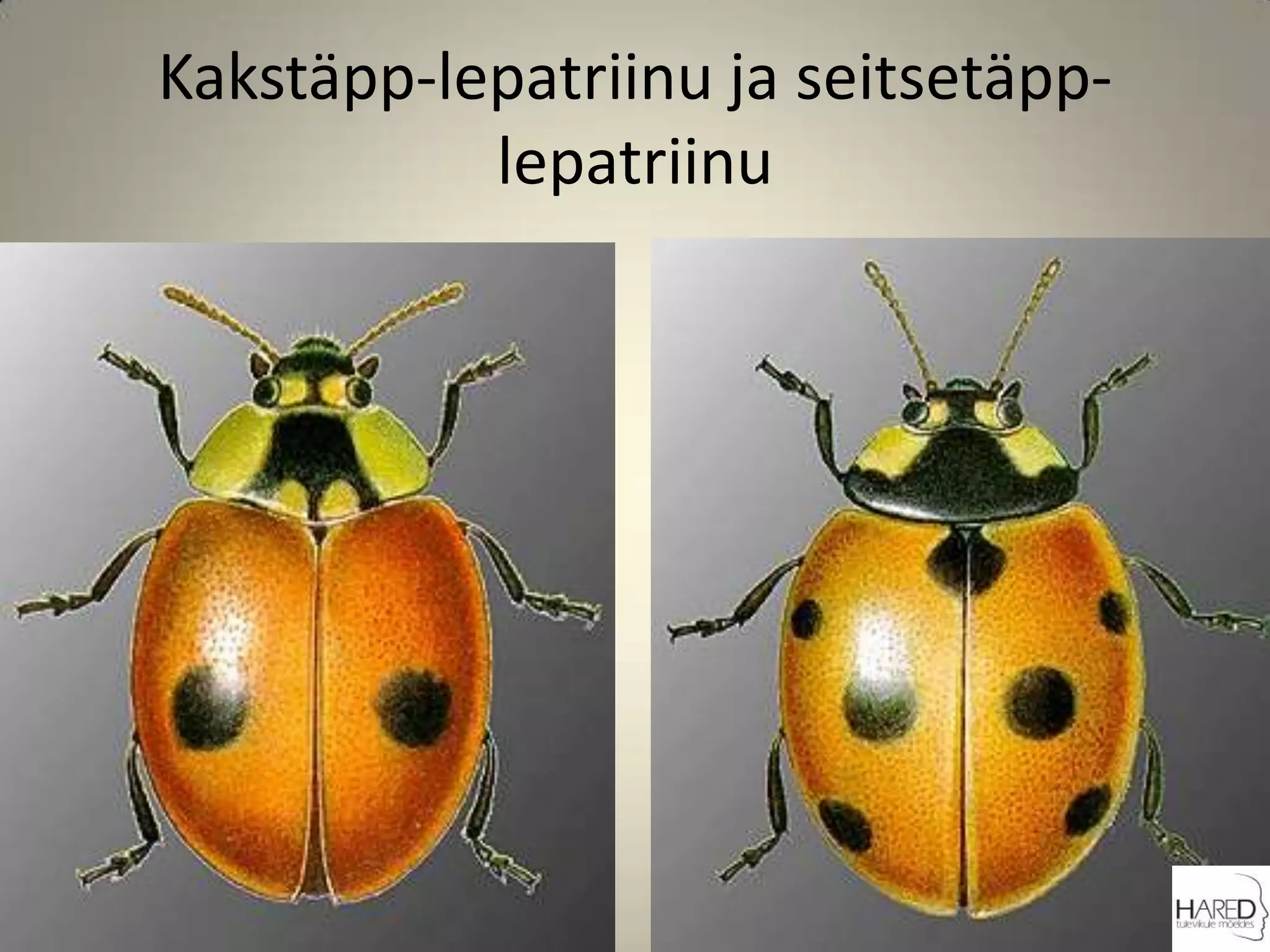 Kakstäpp-lepatriinu ja seitsetäpp-lepatriinu 
