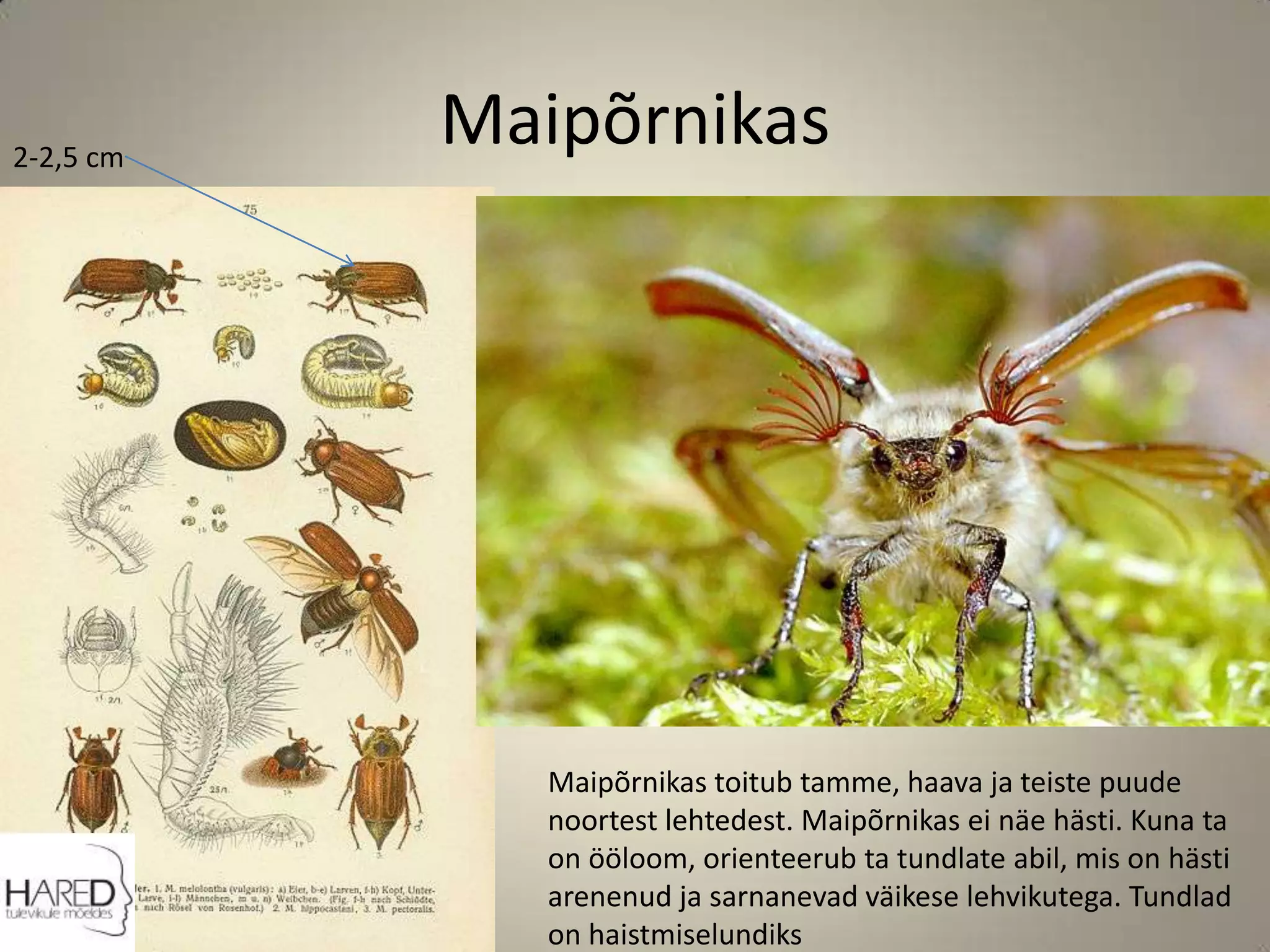 Maipõrnikas2-2,5 cmMaipõrnikas toitub tamme, haava ja teiste puude noortest lehtedest. Maipõrnikas ei näe hästi. Kuna ta on ööloom, orienteerub ta tundlate abil, mis on hästi arenenud ja sarnanevad väikese lehvikutega. Tundlad on haistmiselundiks