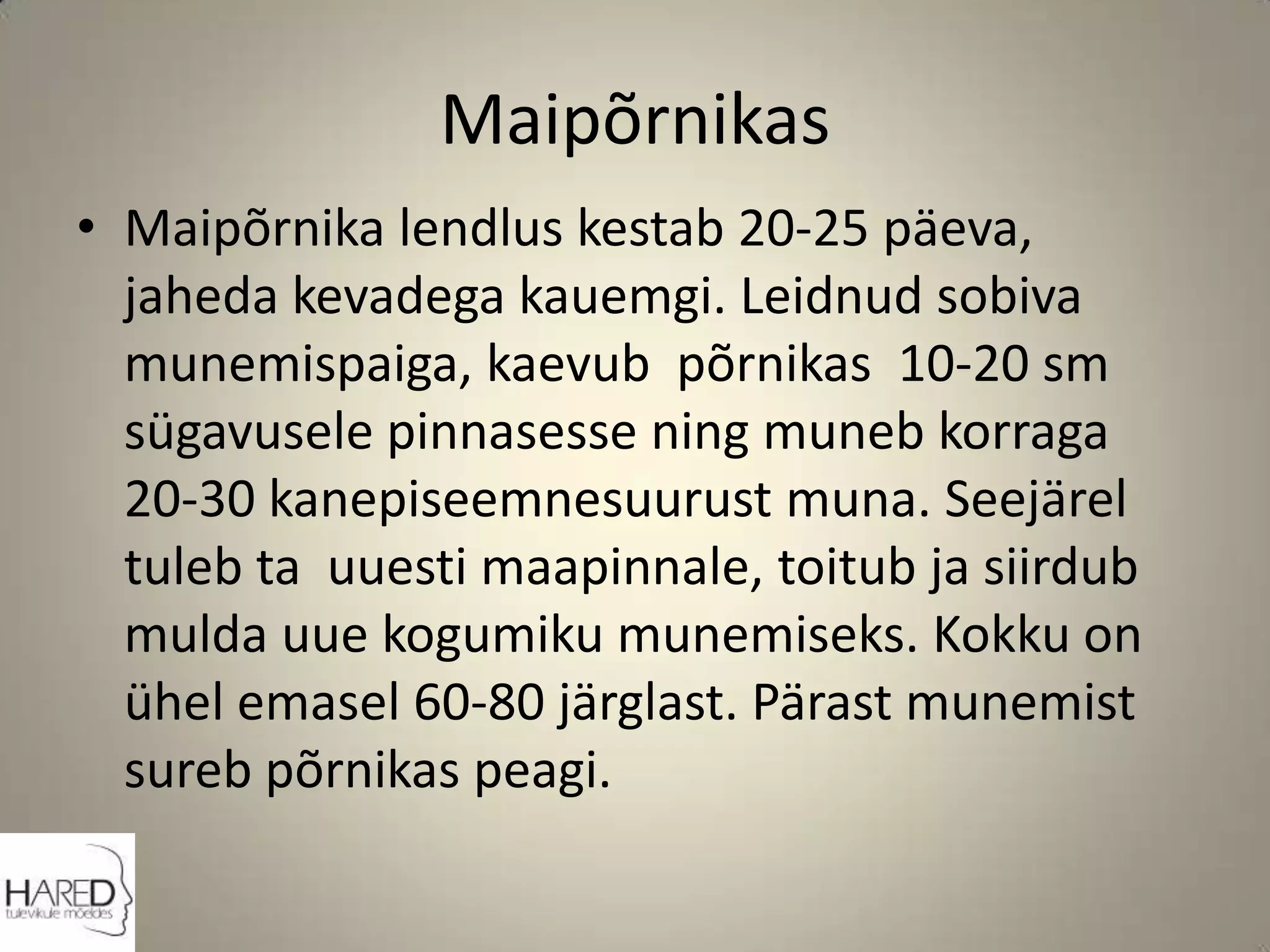 MaipõrnikasMaipõrnika lendlus kestab 20-25 päeva, jaheda kevadega kauemgi. Leidnud sobiva munemispaiga, kaevub  põrnikas  10-20 sm sügavusele pinnasesse ning muneb korraga 20-30 kanepiseemnesuurust muna. Seejärel tuleb ta  uuesti maapinnale, toitub ja siirdub mulda uue kogumiku munemiseks. Kokku on ühel emasel 60-80 järglast. Pärast munemist sureb põrnikas peagi..