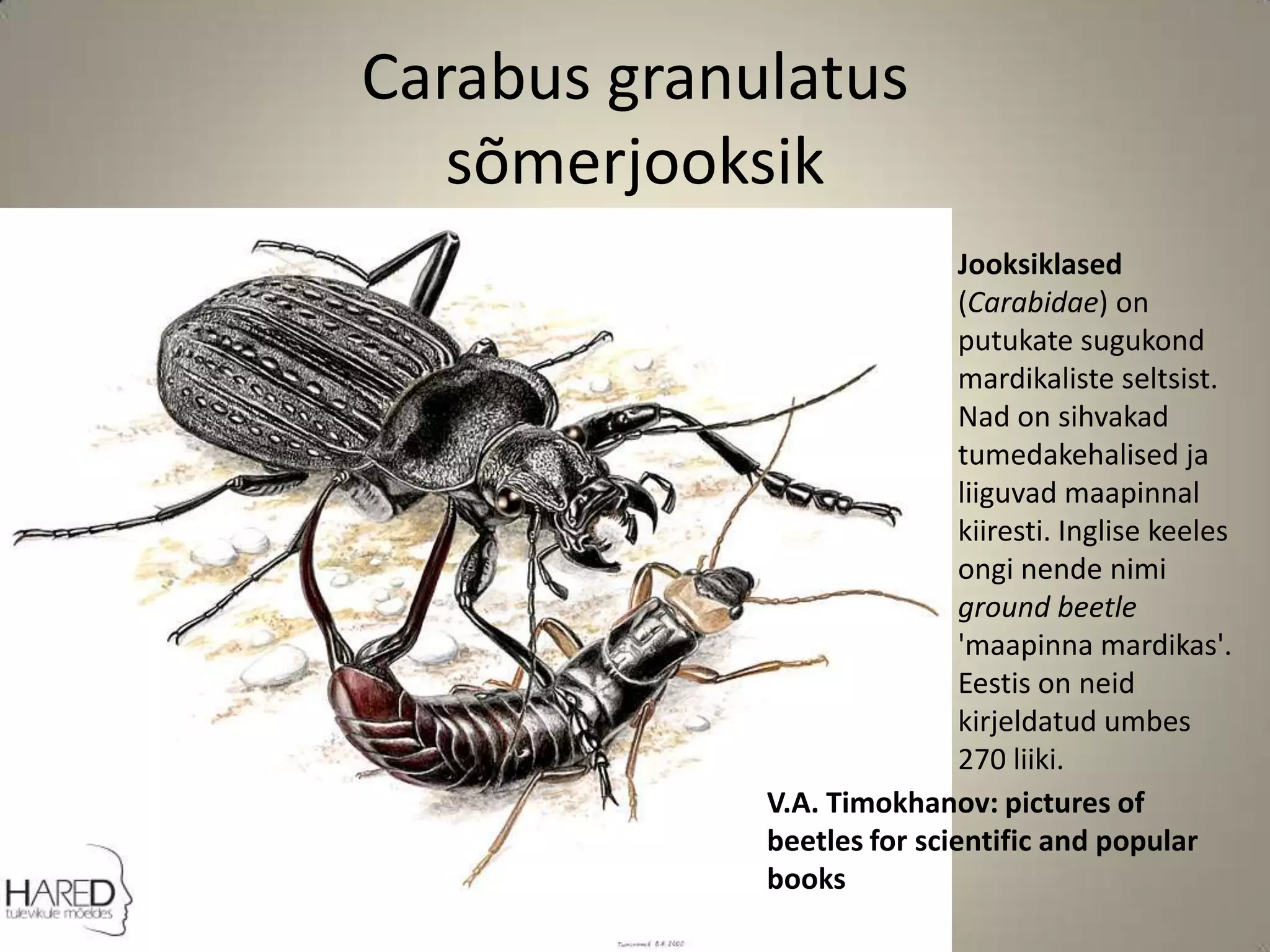 Carabus granulatussõmerjooksikJooksiklased (Carabidae) on putukate sugukond mardikaliste seltsist. Nad on sihvakad tumedakehalised ja liiguvad maapinnal kiiresti. Inglise keeles ongi nende nimi ground beetle 'maapinna mardikas'.Eestis on neid kirjeldatud umbes 270 liiki.V.A. Timokhanov: pictures of beetles for scientific and popular books