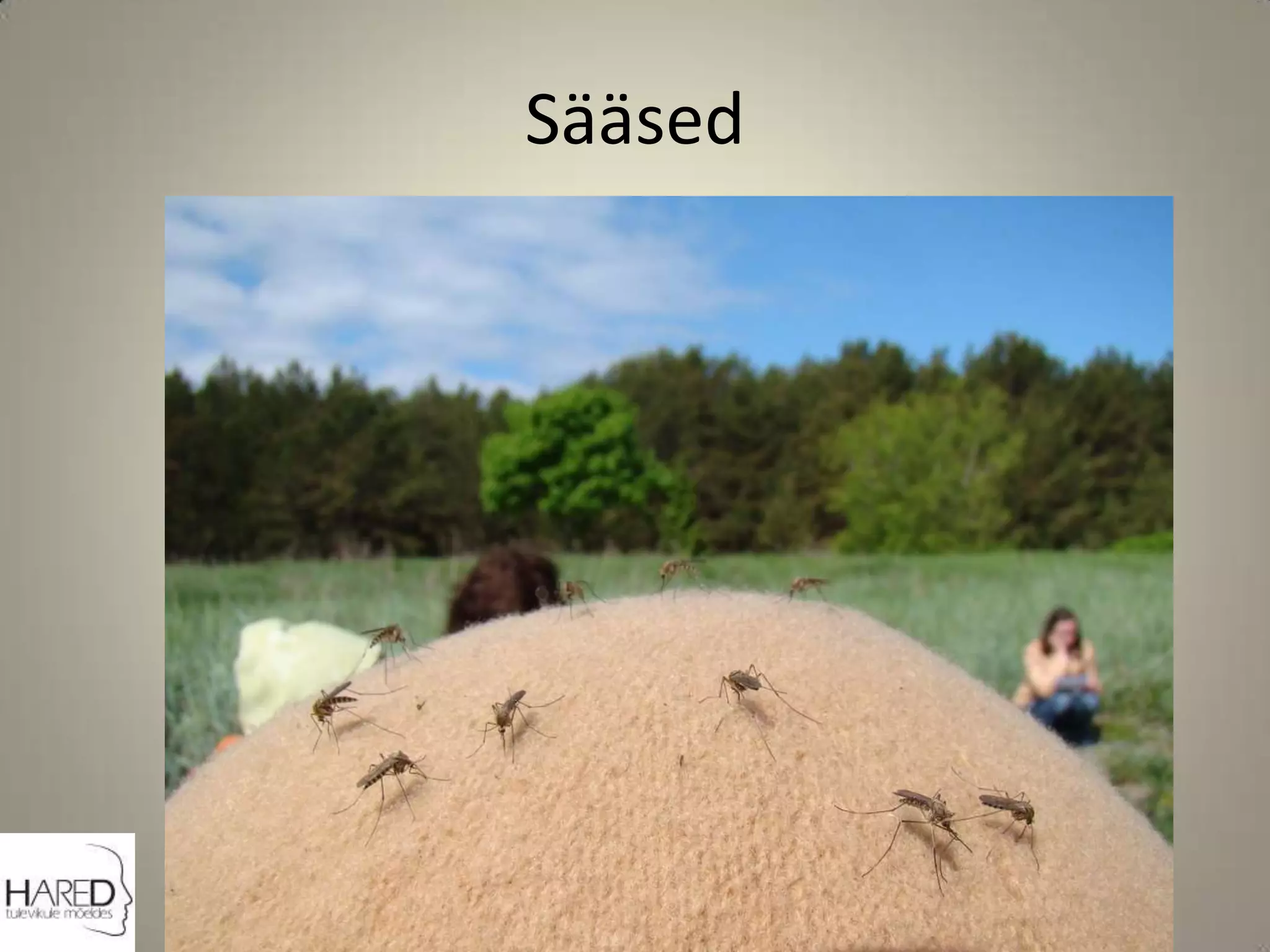 Sääsed