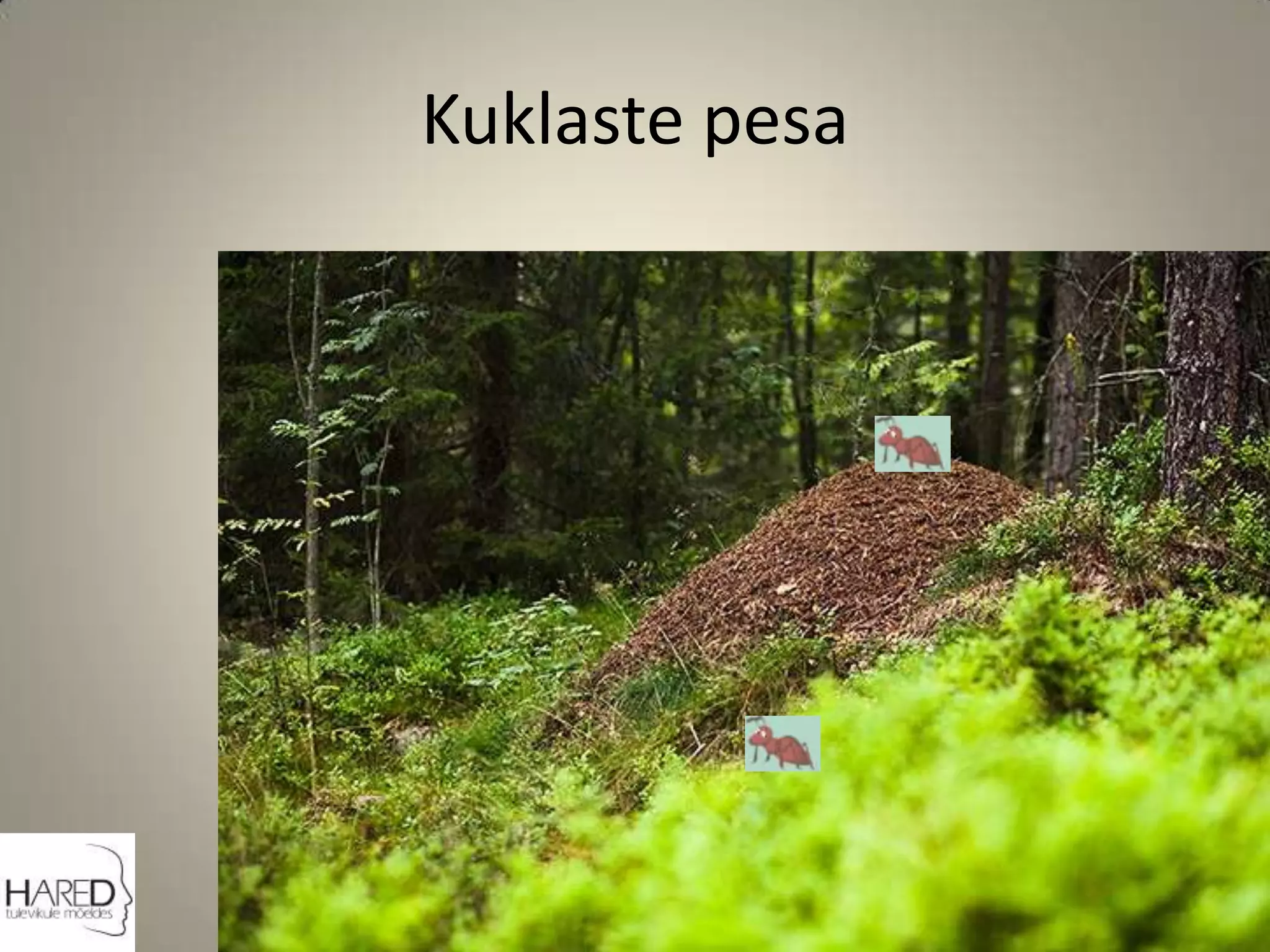 Kuklaste pesa