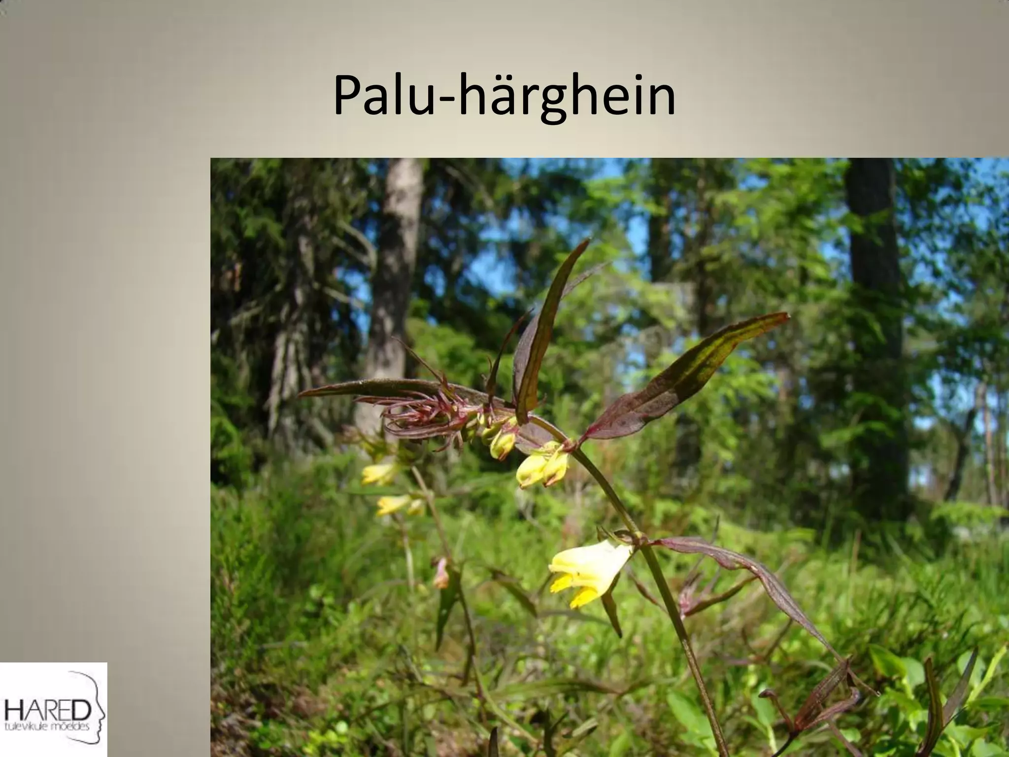 Palu-härghein