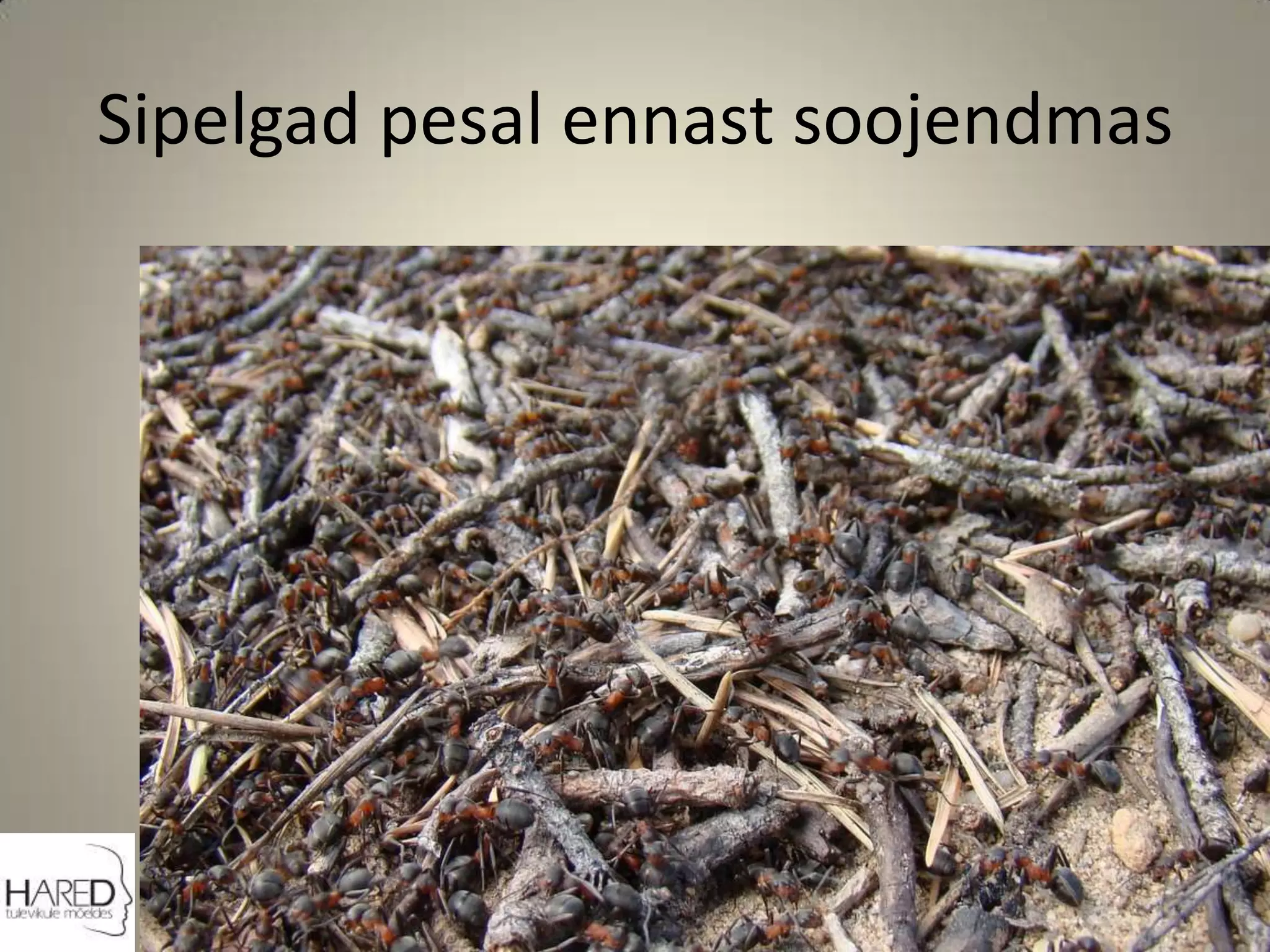 Sipelgad pesal ennast soojendmas