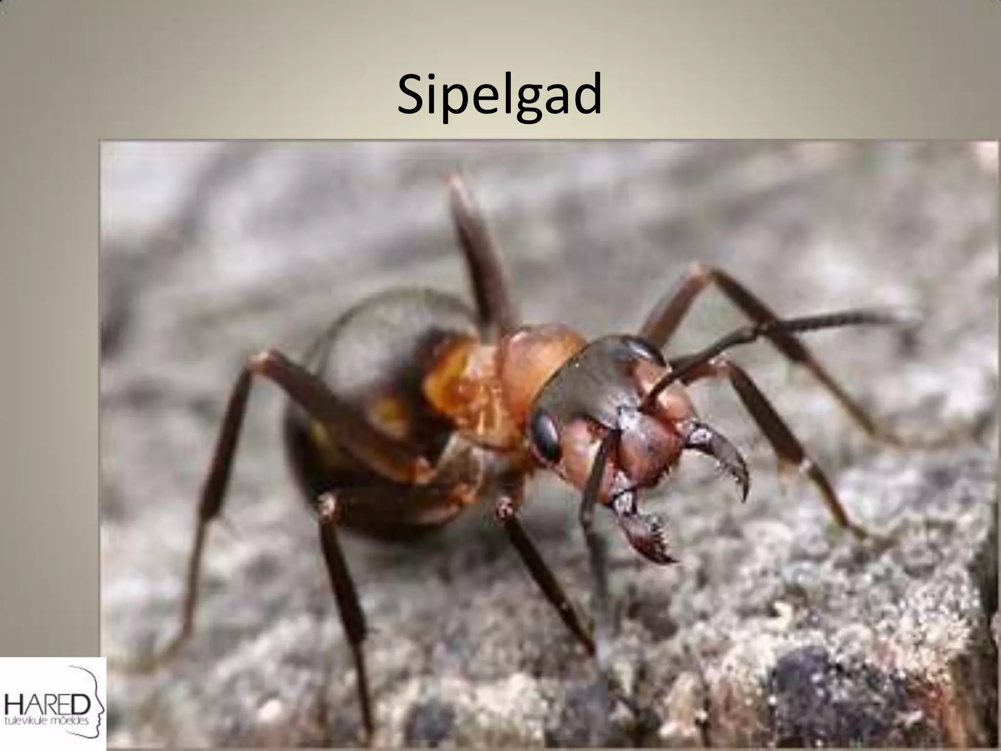 Sipelgad