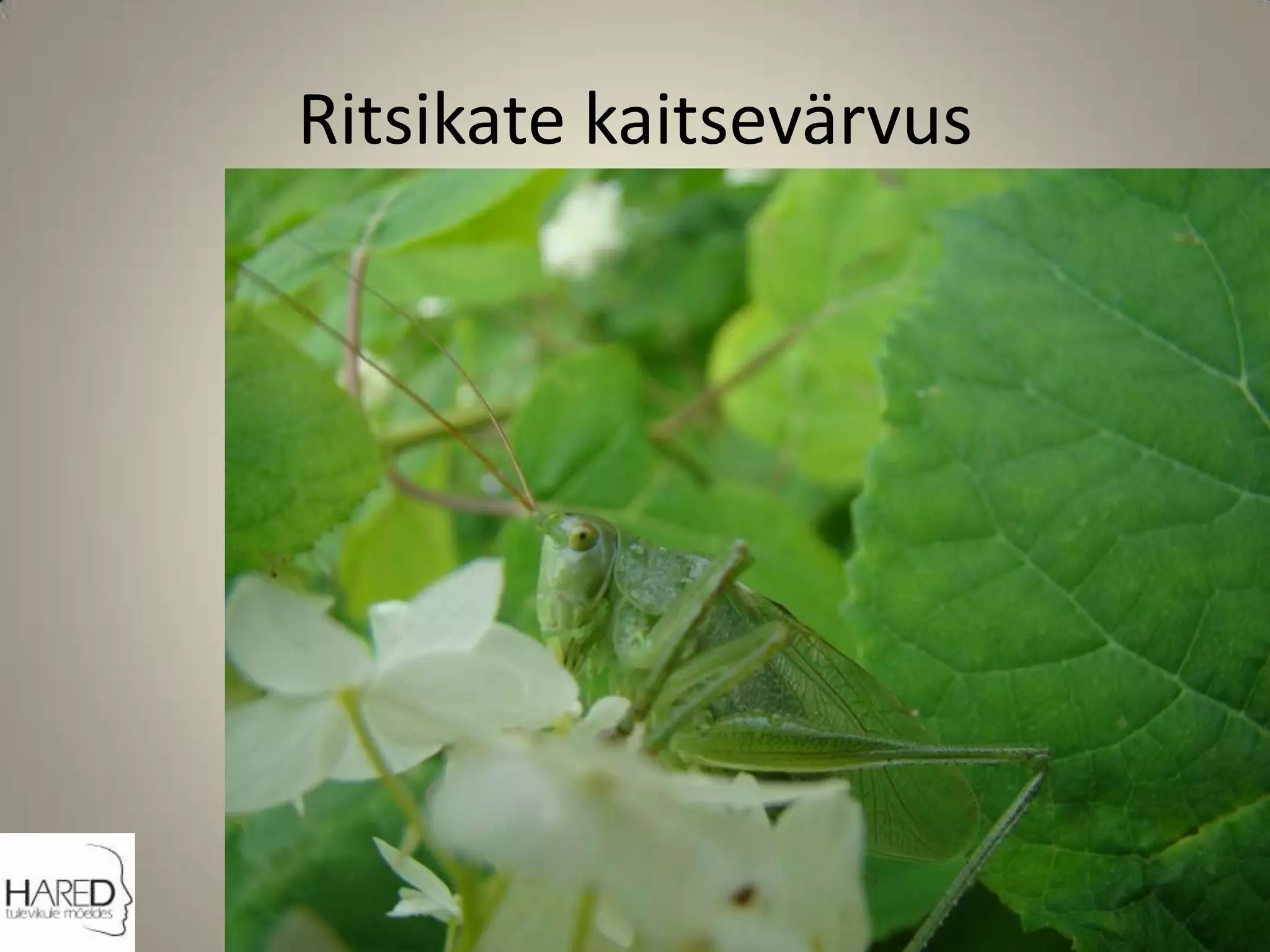 Ritsikate kaitsevärvus