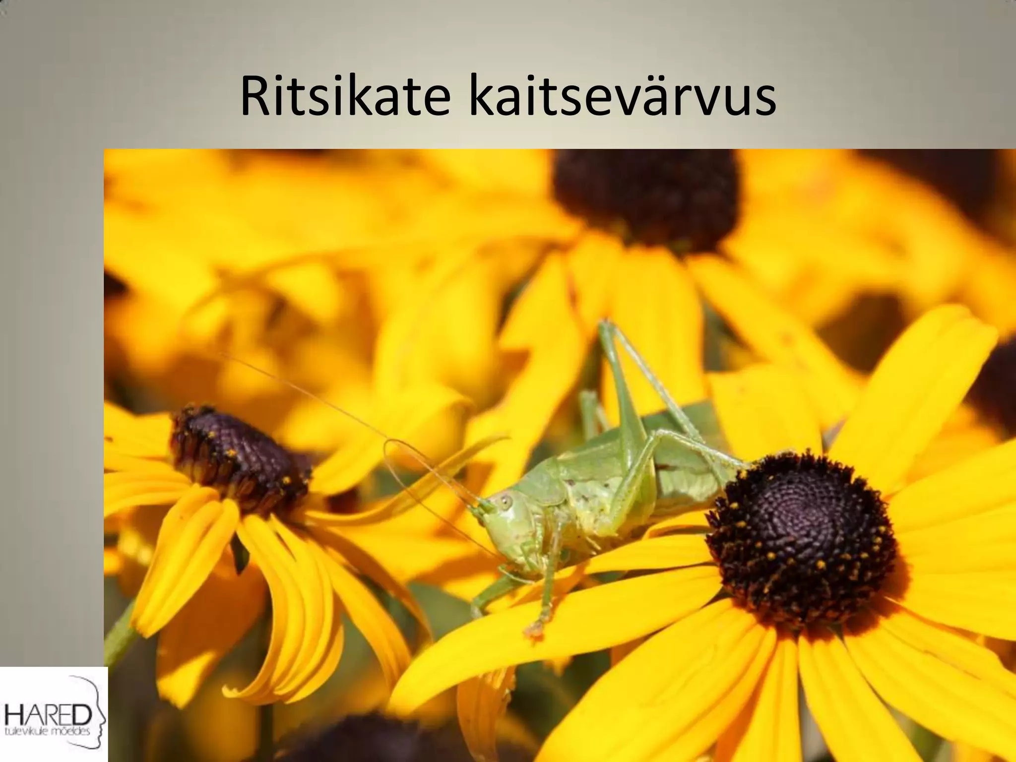 Ritsikate kaitsevärvus