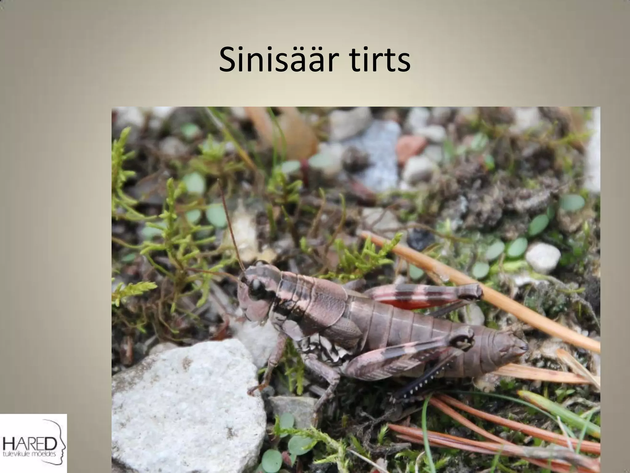 Sinisäär tirts