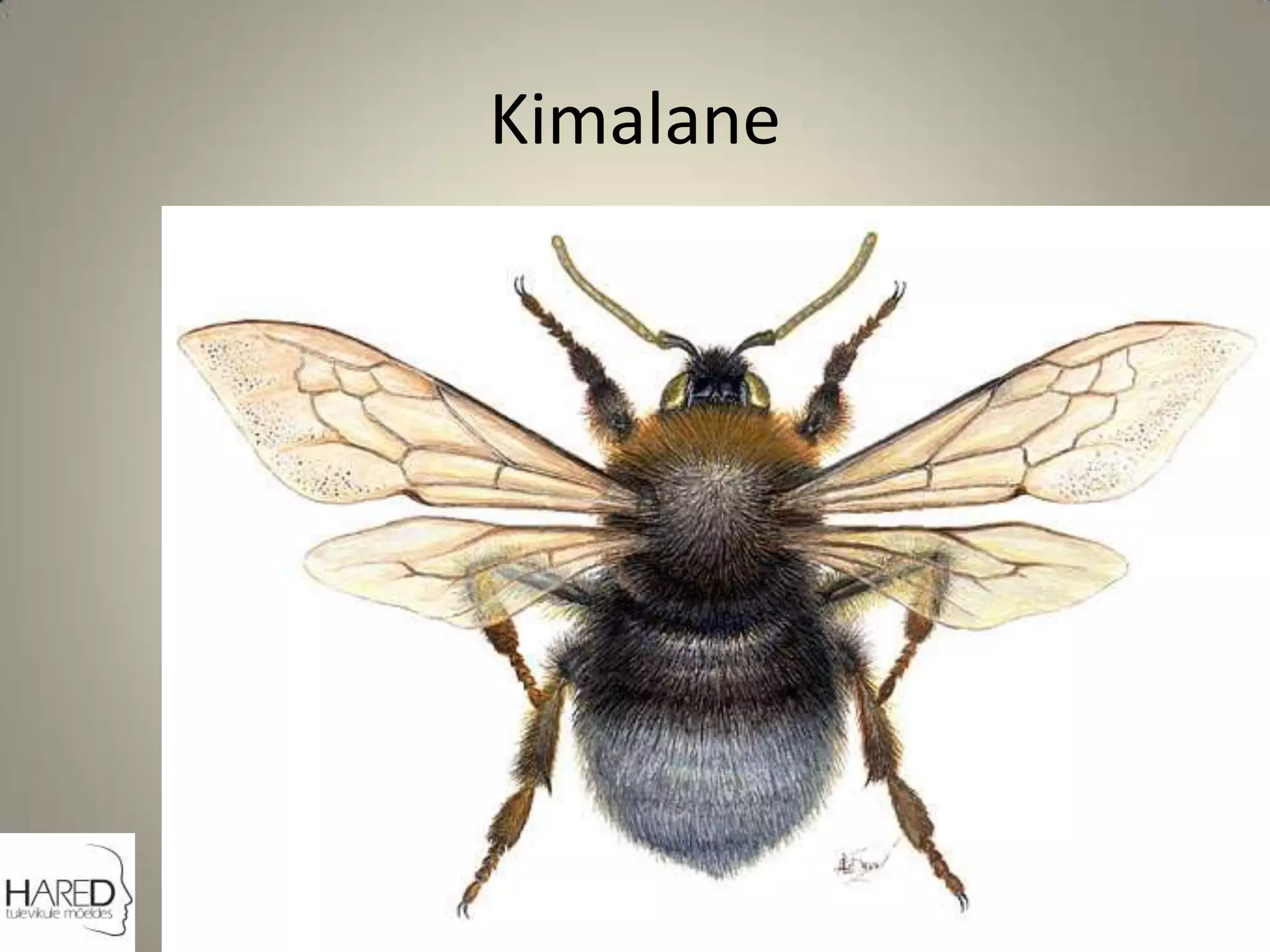 Kimalane