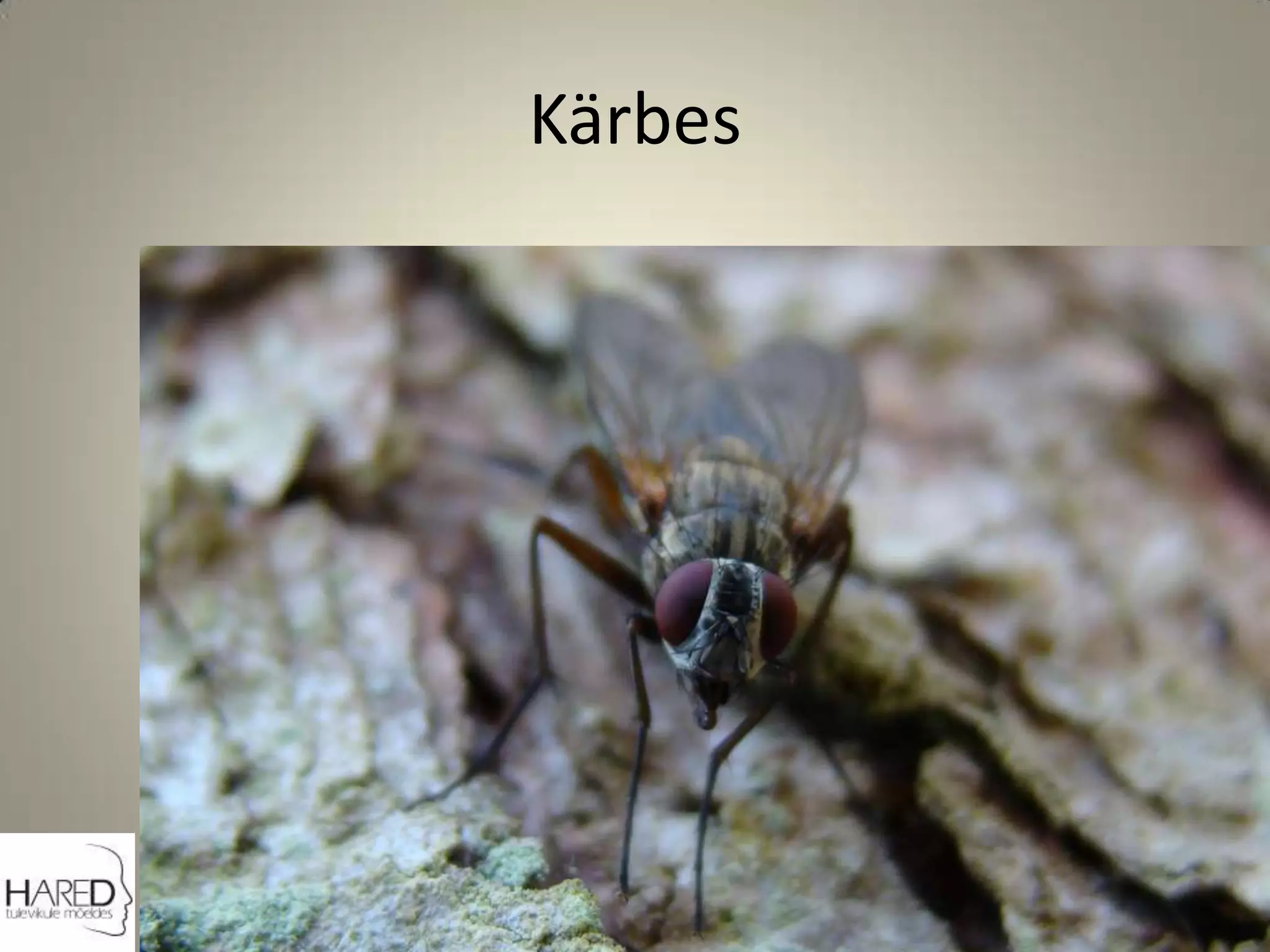 Kärbes