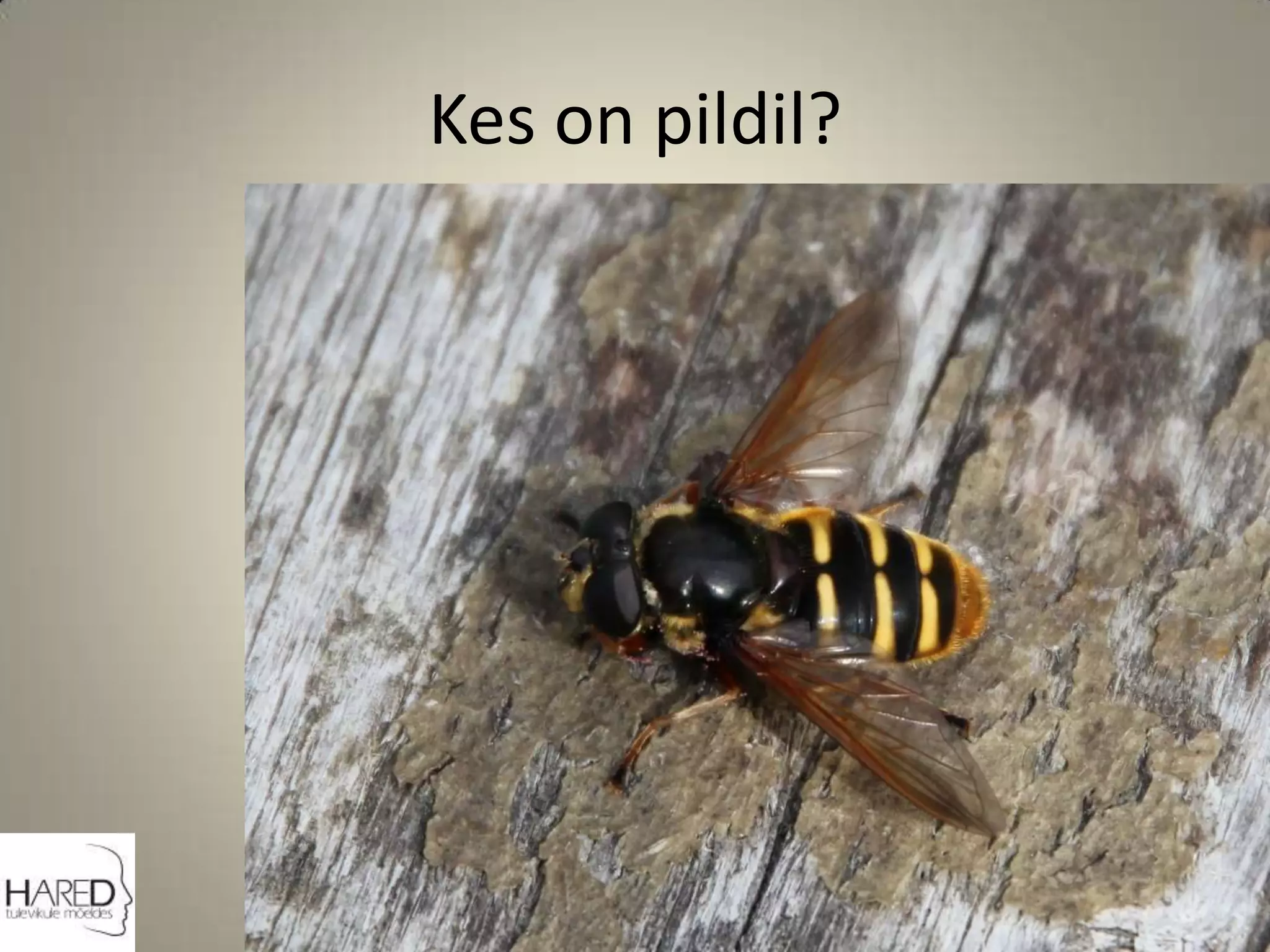 Kes on pildil?
