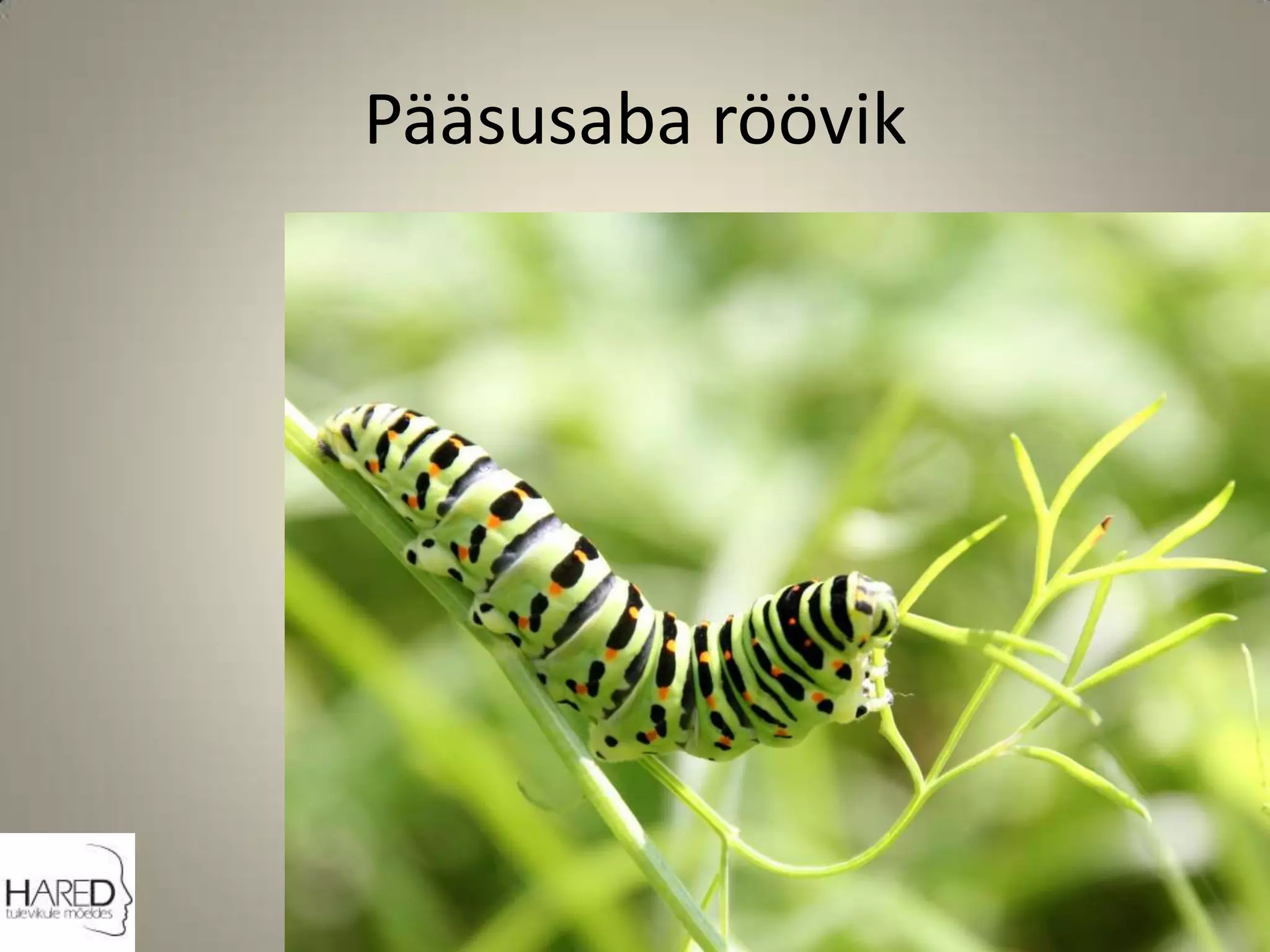 Pääsusaba röövik