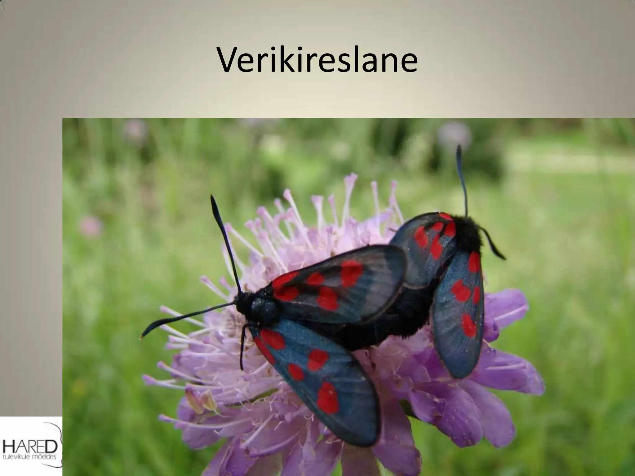 Verikireslane 