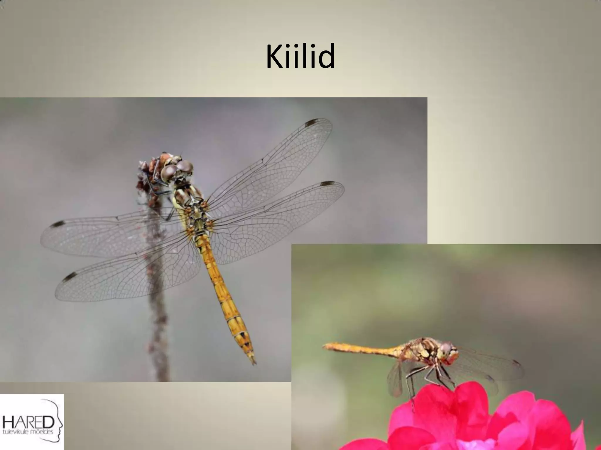 Kiilid