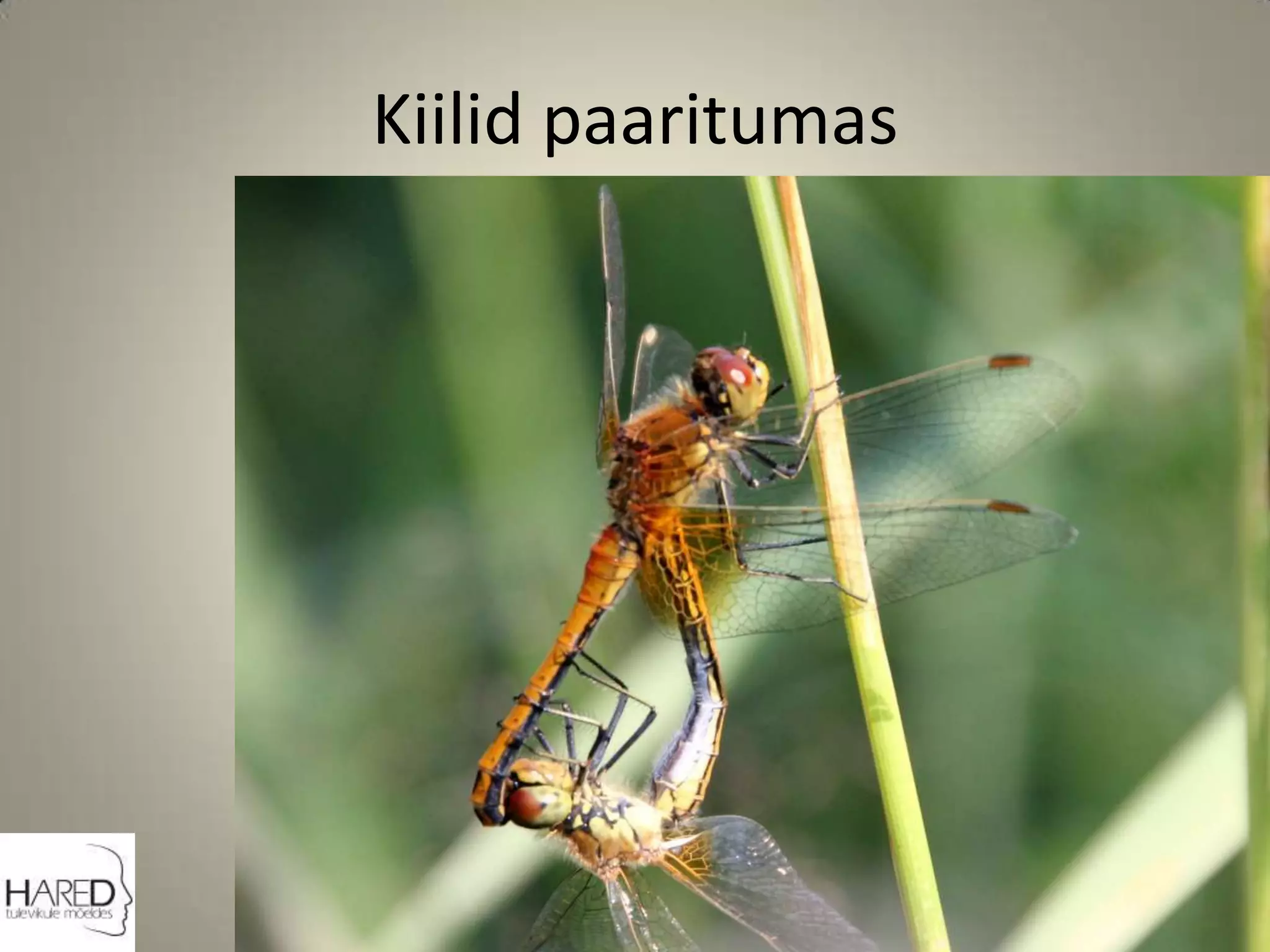 Kiilid paaritumas