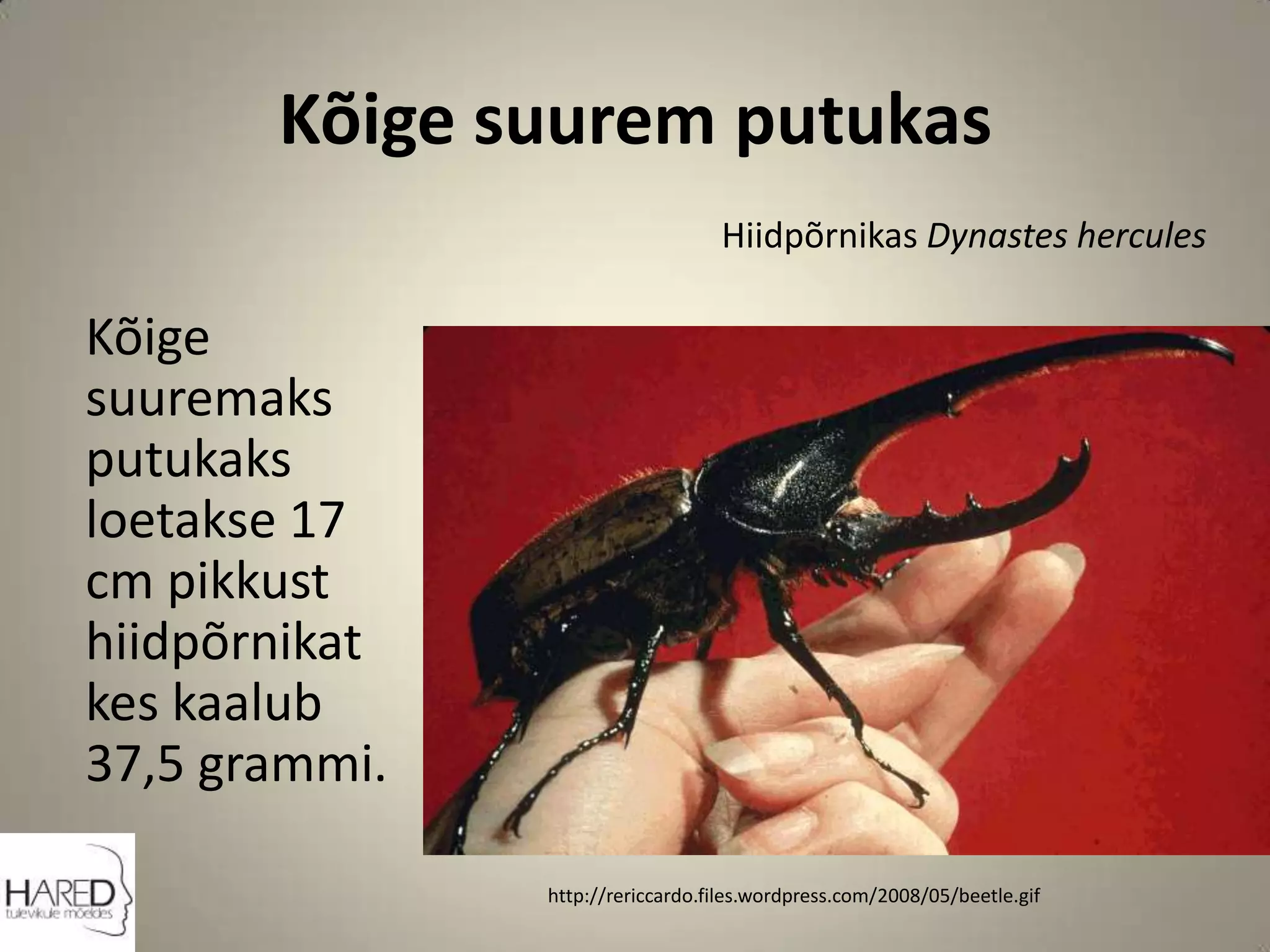 Kõige suurem putukasHiidpõrnikas Dynastes hercules	Kõige suuremaks putukaks loetakse 17 cm pikkust hiidpõrnikat kes kaalub 37,5 grammi.http://rericcardo.files.wordpress.com/2008/05/beetle.gif