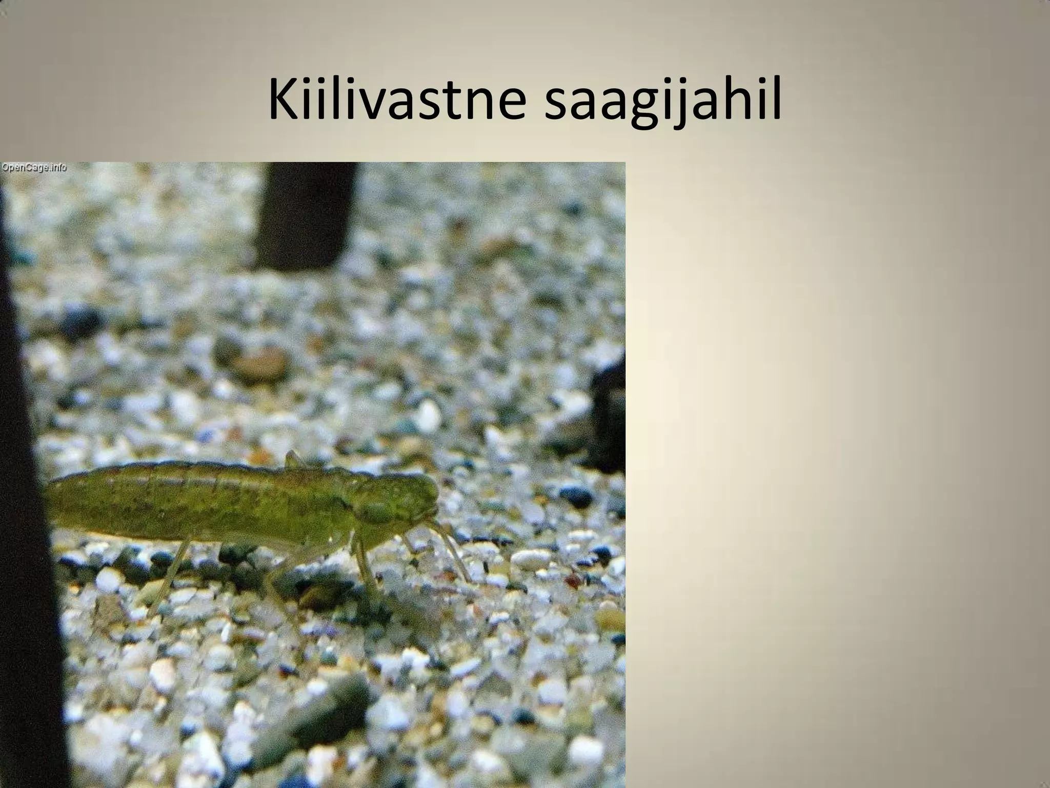 Kiilivastne saagijahil