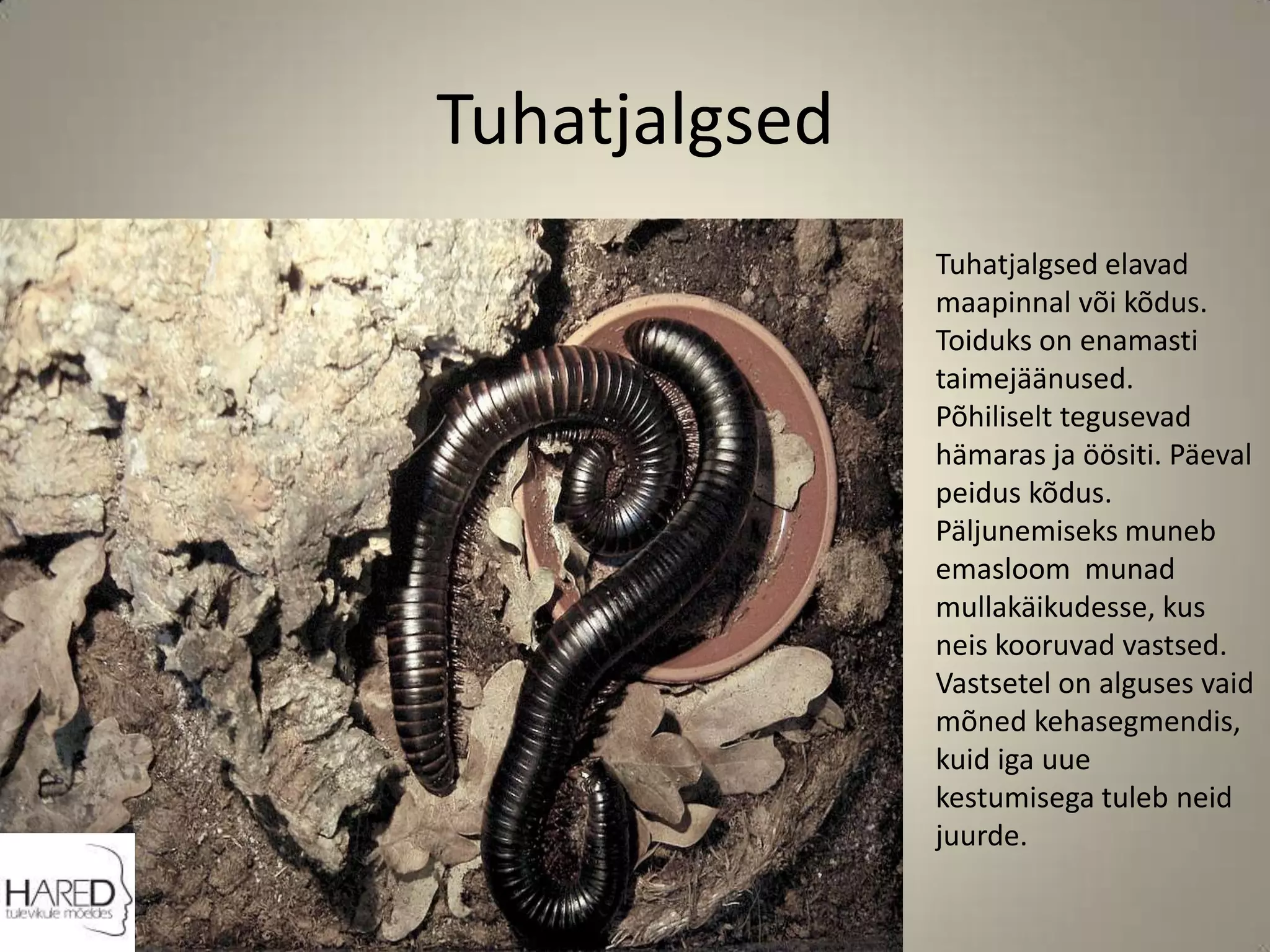 TuhatjalgsedTuhatjalgsed elavad maapinnal või kõdus. Toiduks on enamasti taimejäänused.Põhiliselt tegusevad hämaras ja öösiti. Päeval peidus kõdus. Päljunemiseks muneb emasloom  munad mullakäikudesse, kus neis kooruvad vastsed. Vastsetel on alguses vaid mõned kehasegmendis, kuid iga uue kestumisega tuleb neid juurde.