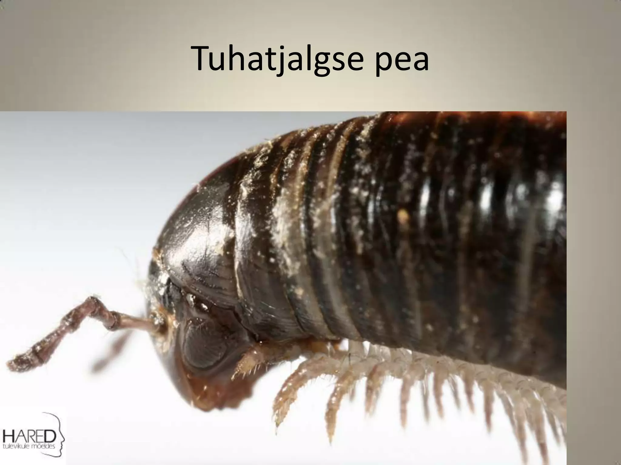 Tuhatjalgse pea