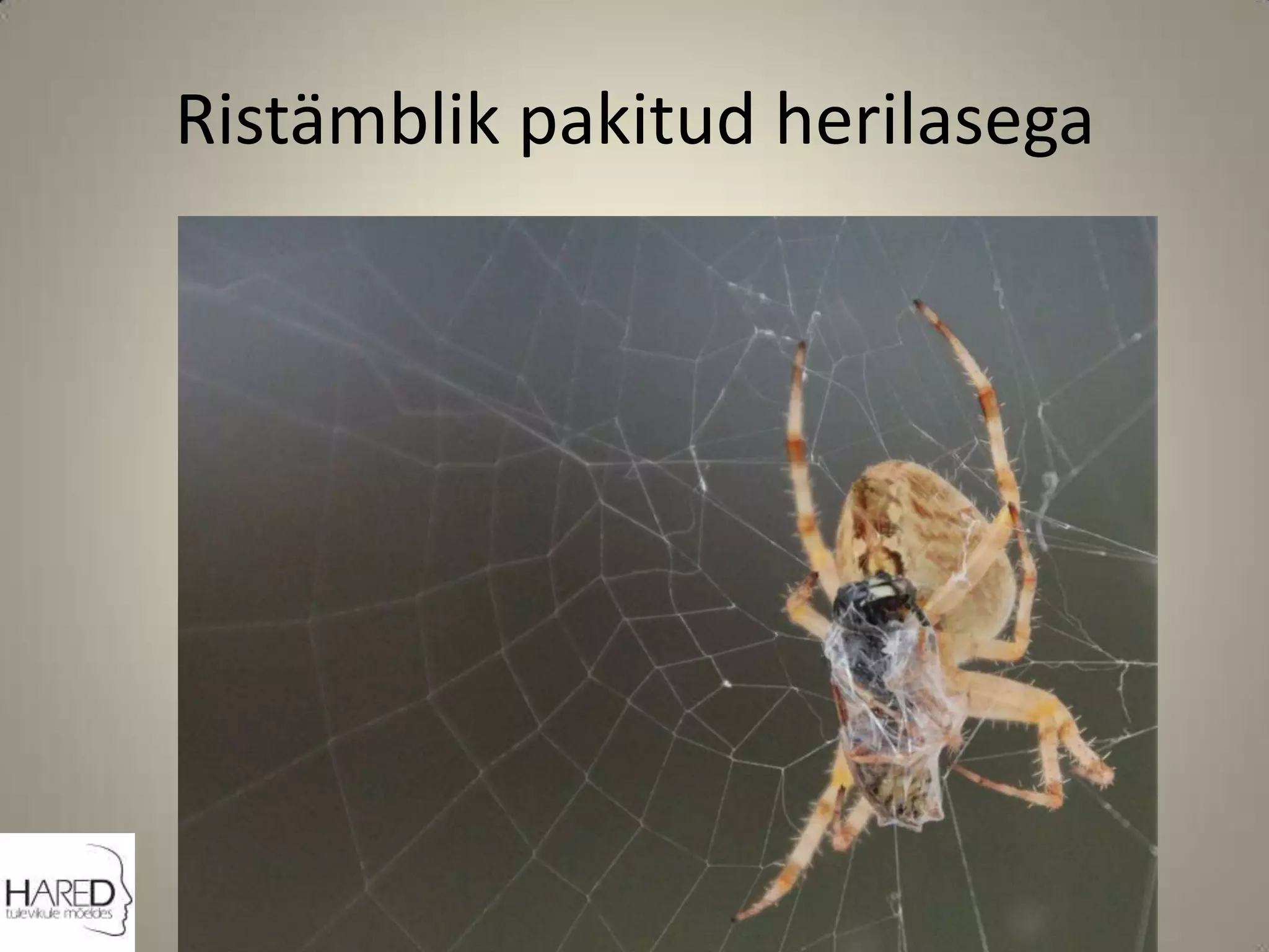 Ristämblik pakitud herilasega